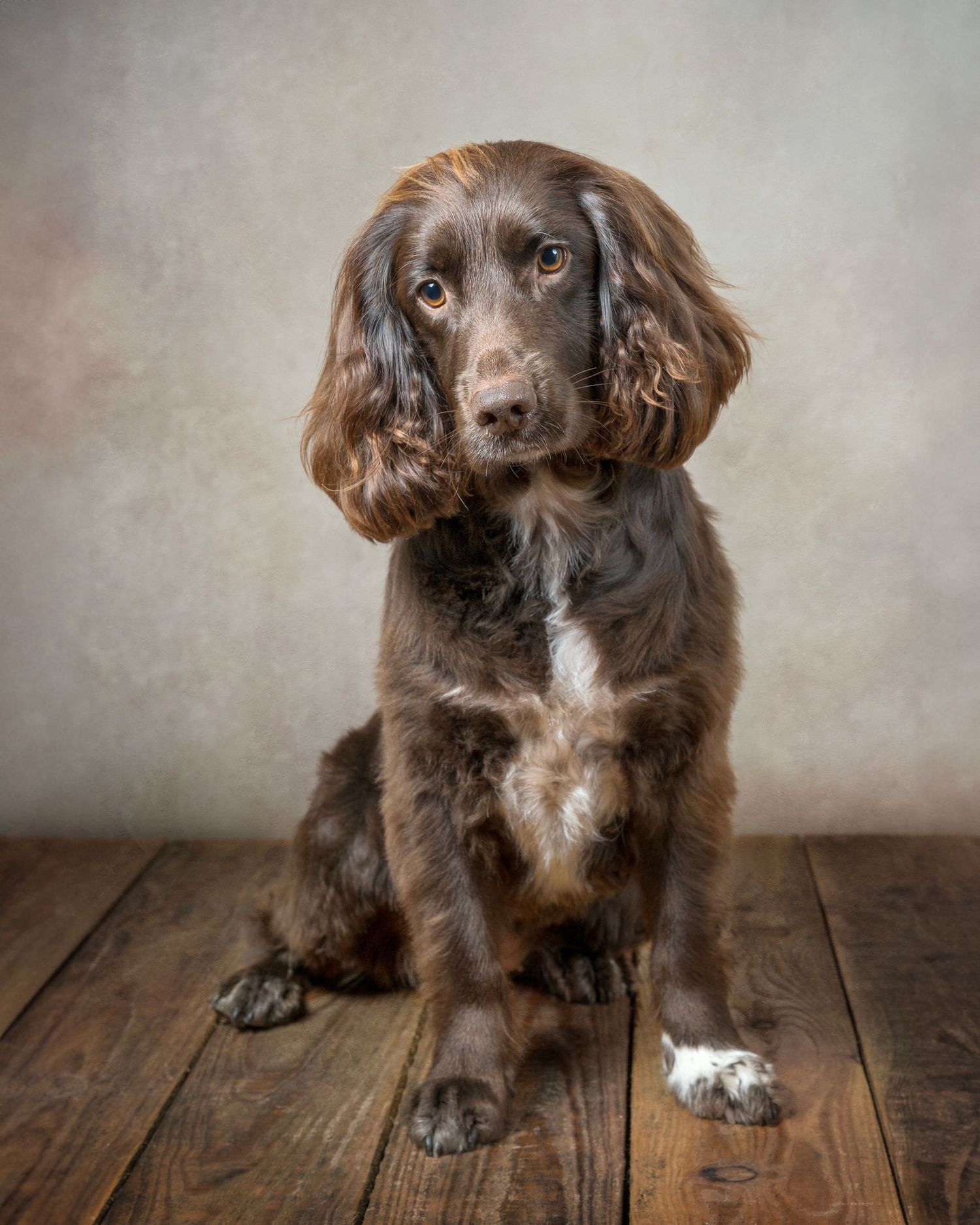 Dog photograph. Brown spaniel dog poses sitting on wooden floor against neutral background.