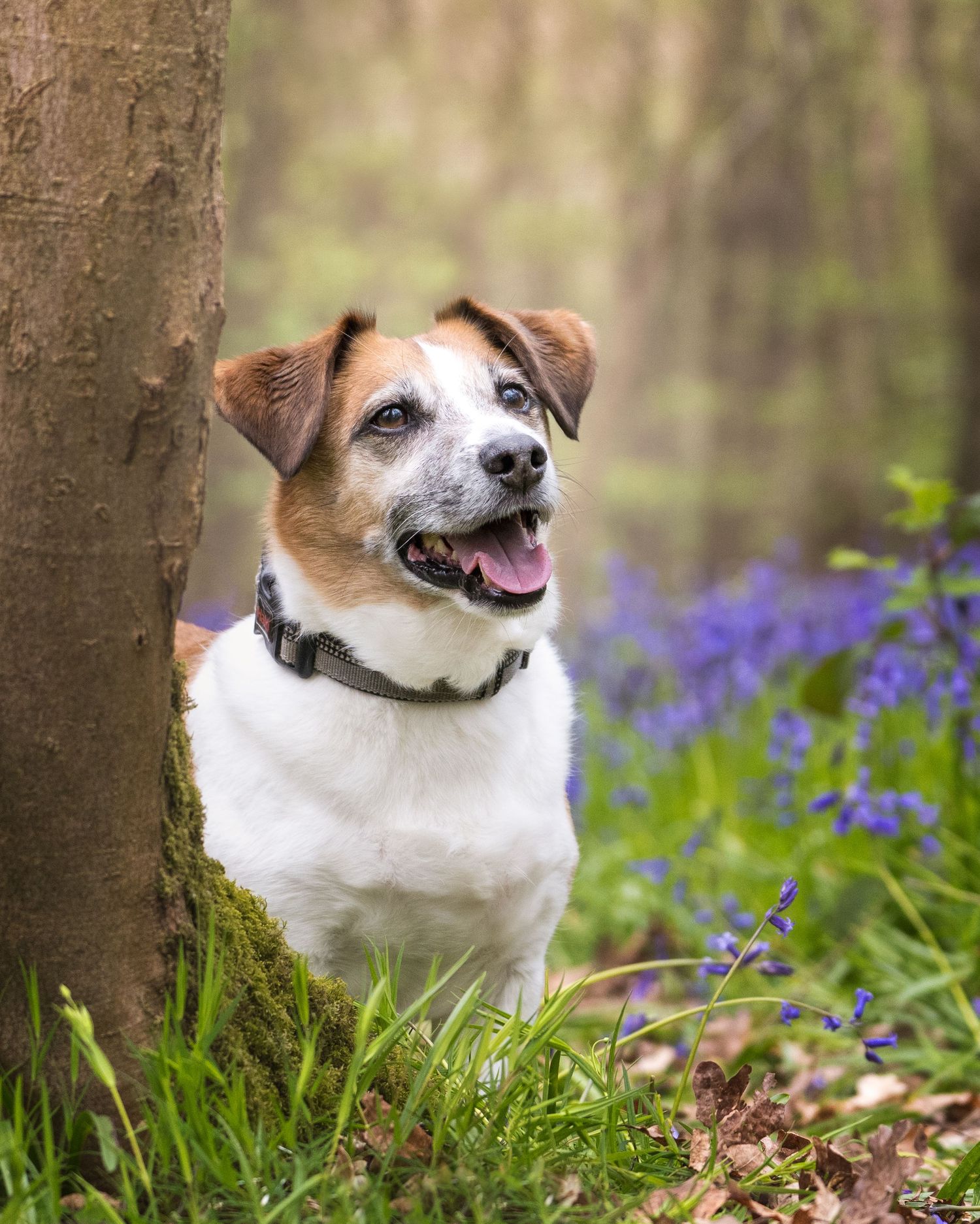A happy Jack Russell Terrier dog sitting by a mossy tree in a bluebell woodland forest.