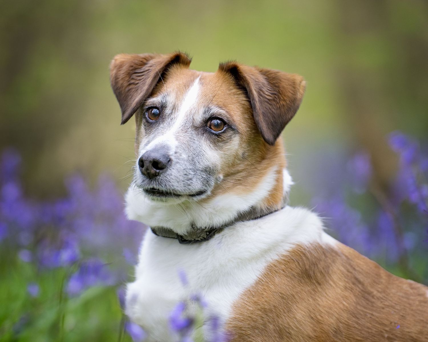 A brown and white Jack Russell Terrier dog sitting among purple bluebell flowers in a garden.