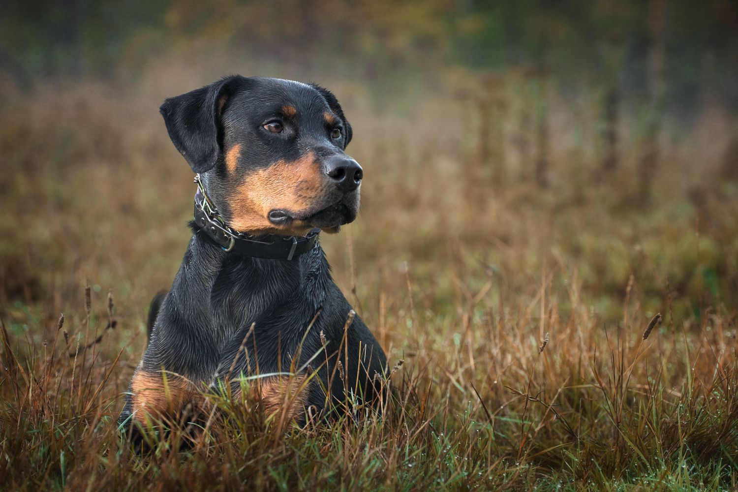 A regal Rottweiler dog resting in tall grass during golden hour.