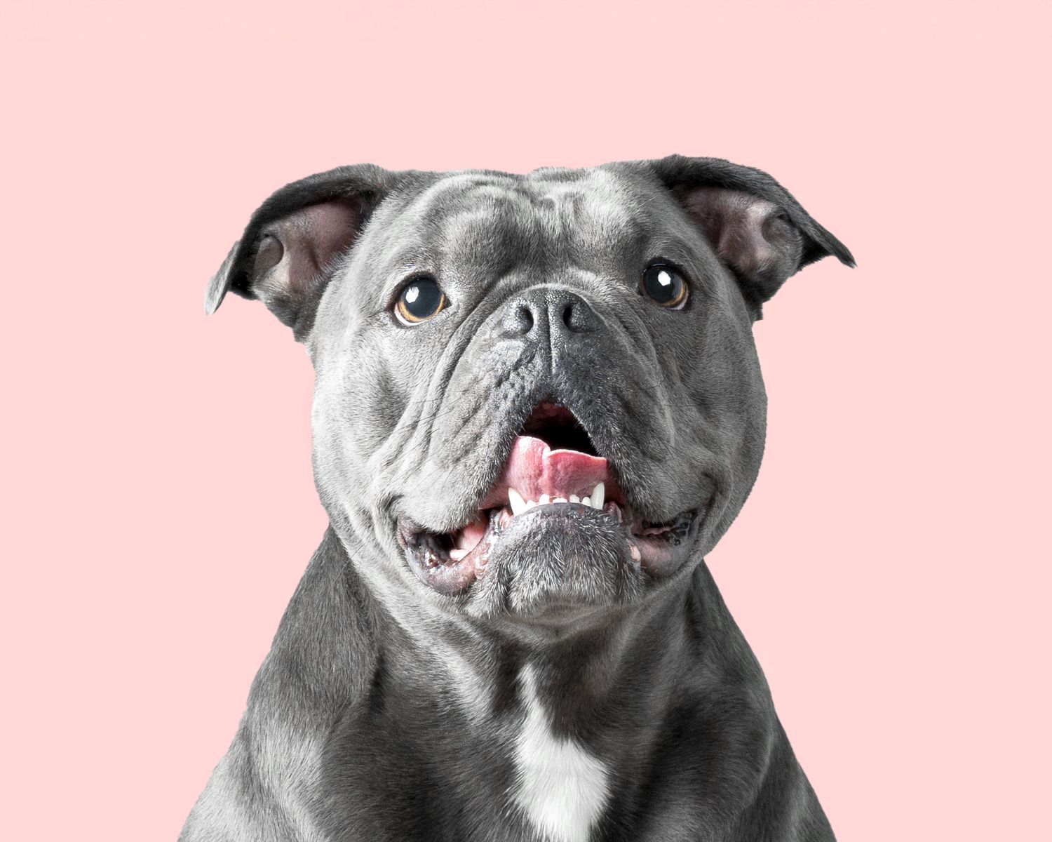 Dog photograph. Expressive grey pit bull portrait with happy smiles against a pink background.