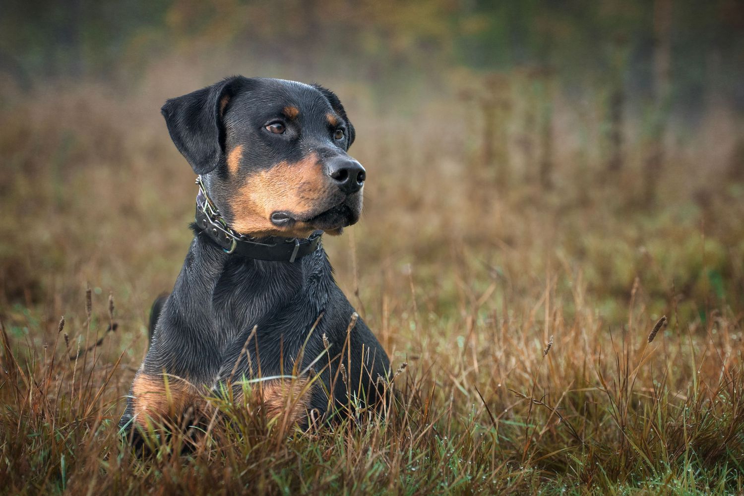 Dog photograph. A regal Rottweiler dog posing in brown autumn grass during sunset.
