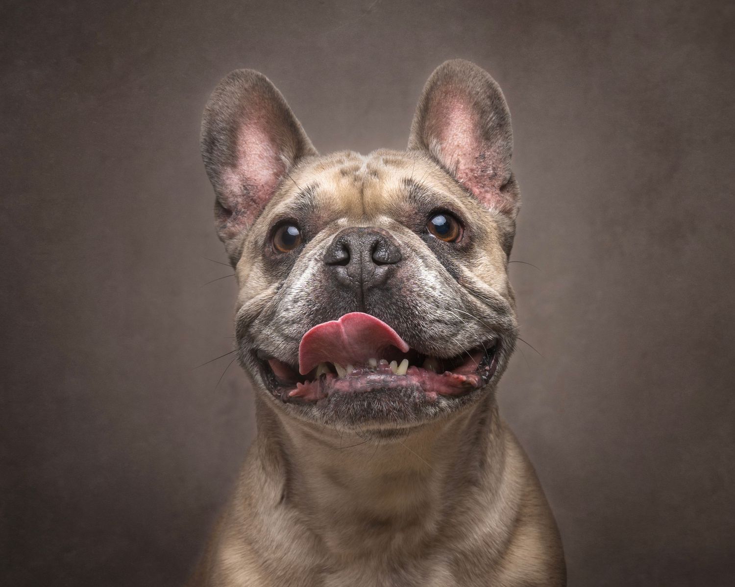 Dog photograph. French bulldog with wrinkled face smiling at camera in dramatic studio lighting.