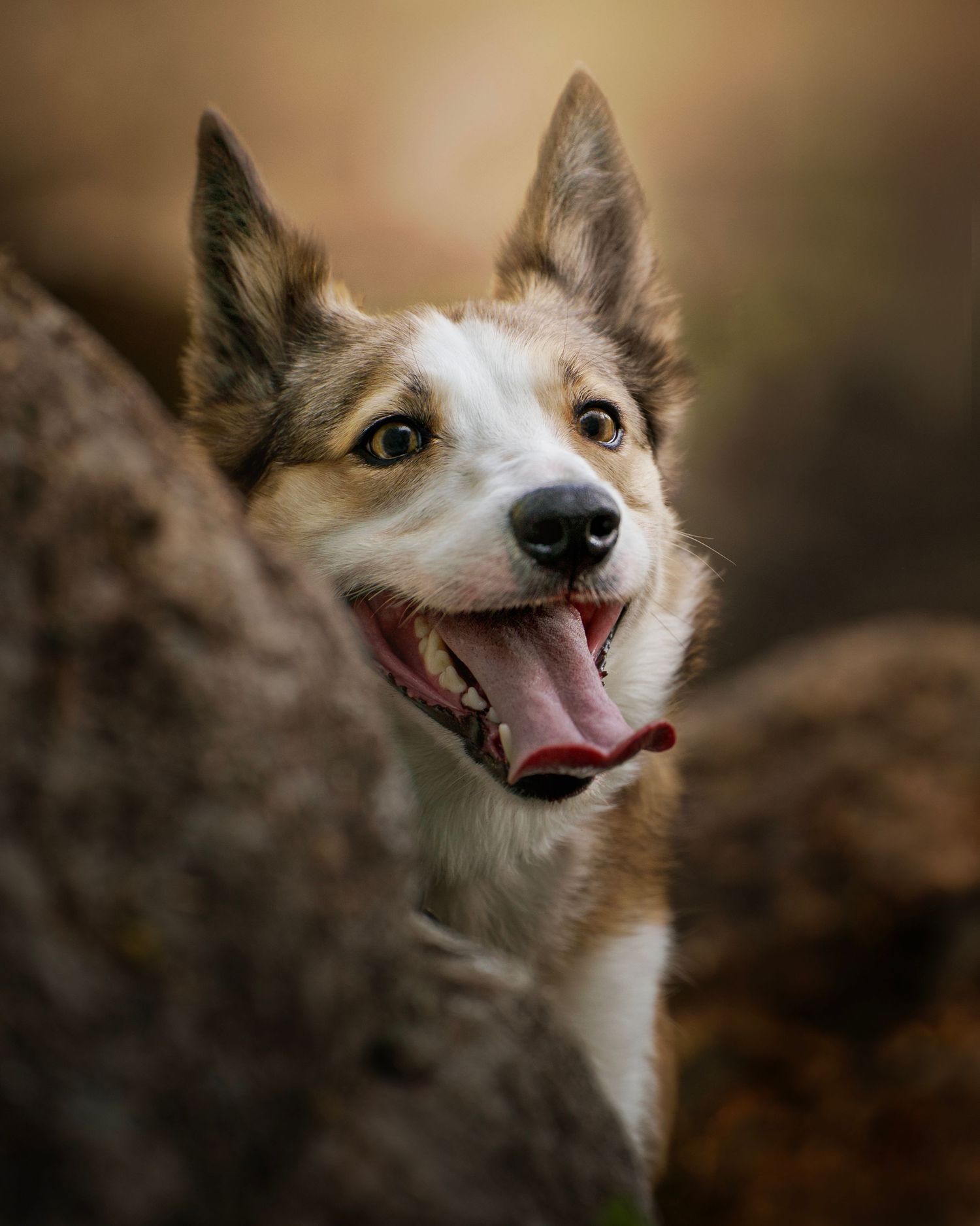 Dog photograph. A smiling brown and white collie dog with perked ears peering between rocky outcrops.