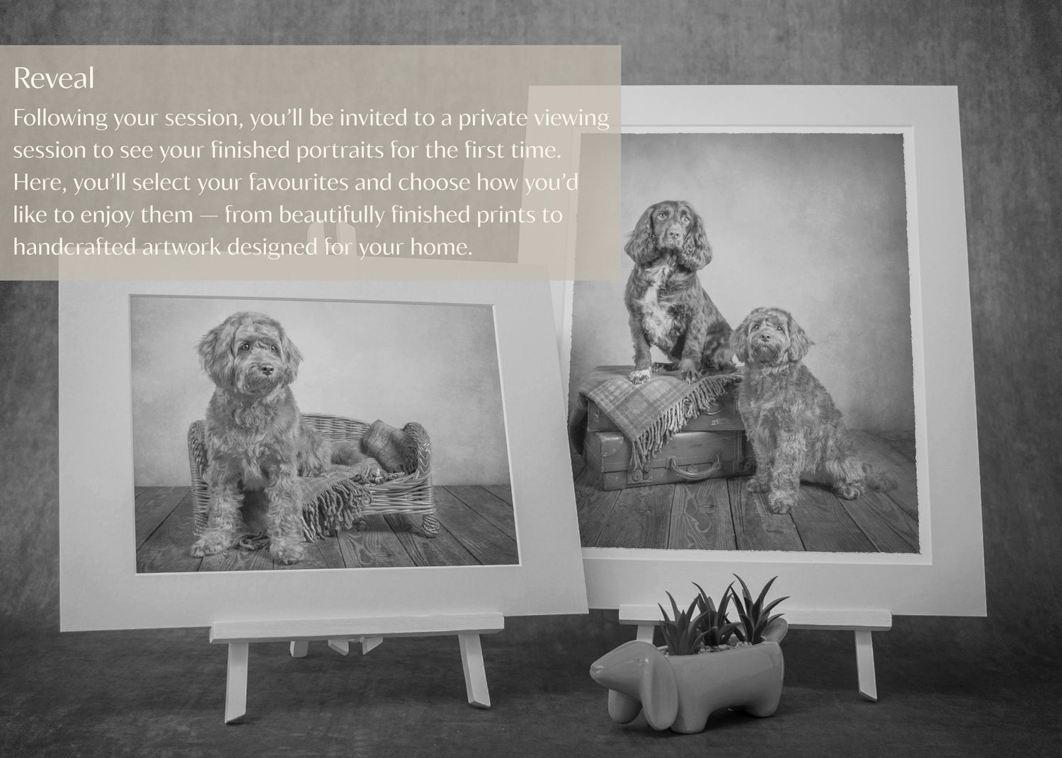 A series of black and white framed photographs displayed in a row on a gray textured wall with a small plant.