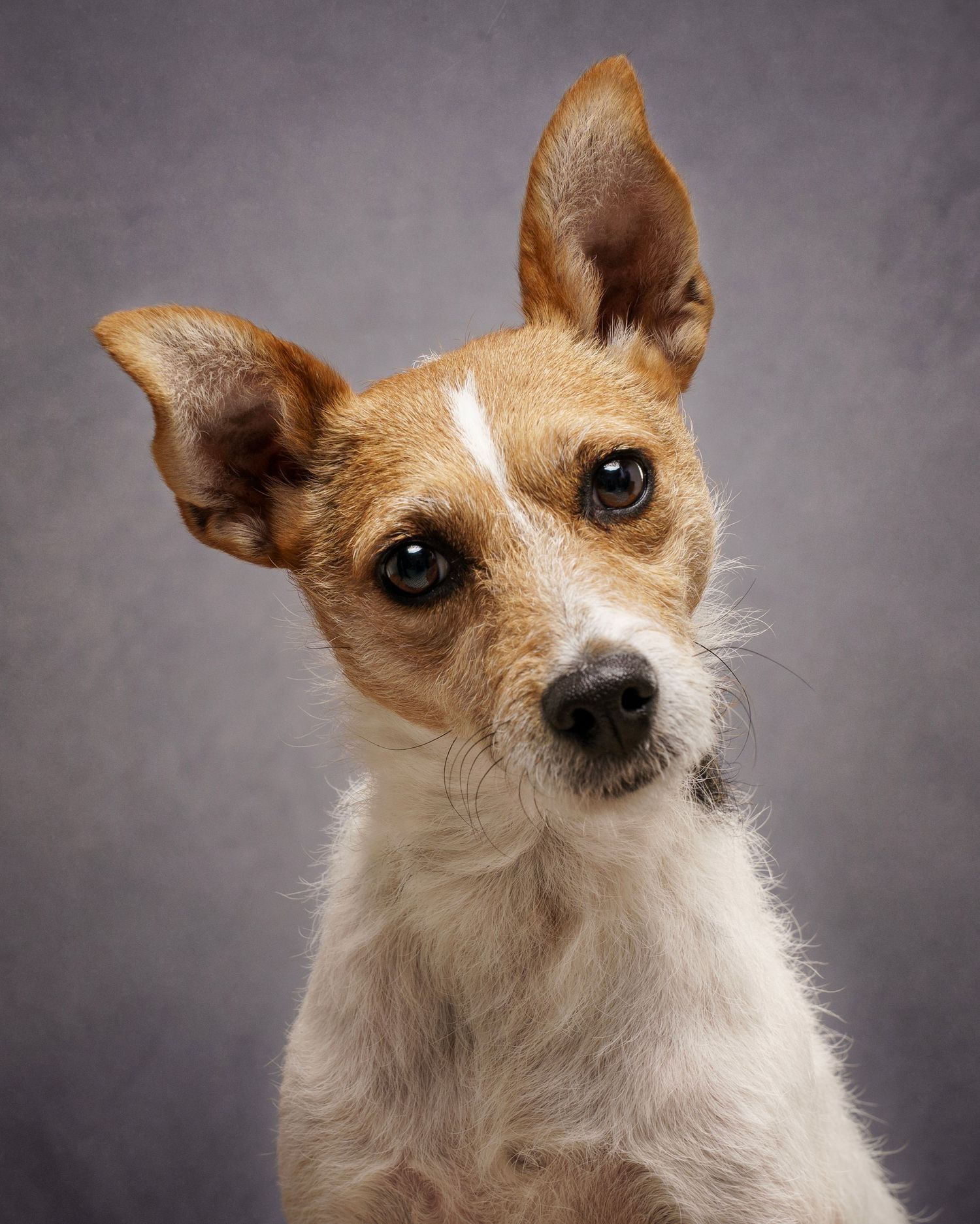 Dog photograph. Close-up portrait showing a tan and white Jack Russel against grey background.