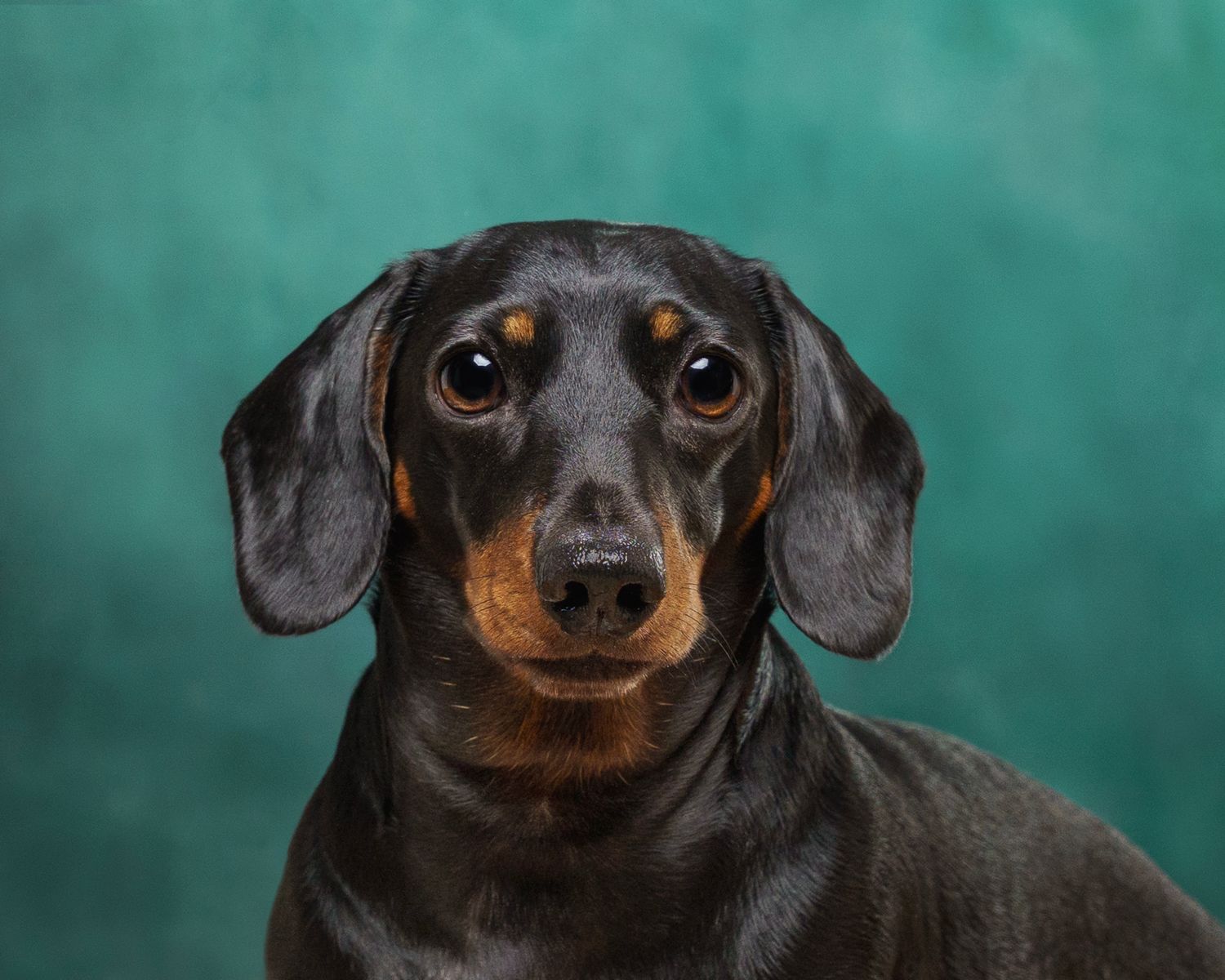 Black and tan Dachshund dog portrait against teal background, showing expressive eyes and floppy ears.