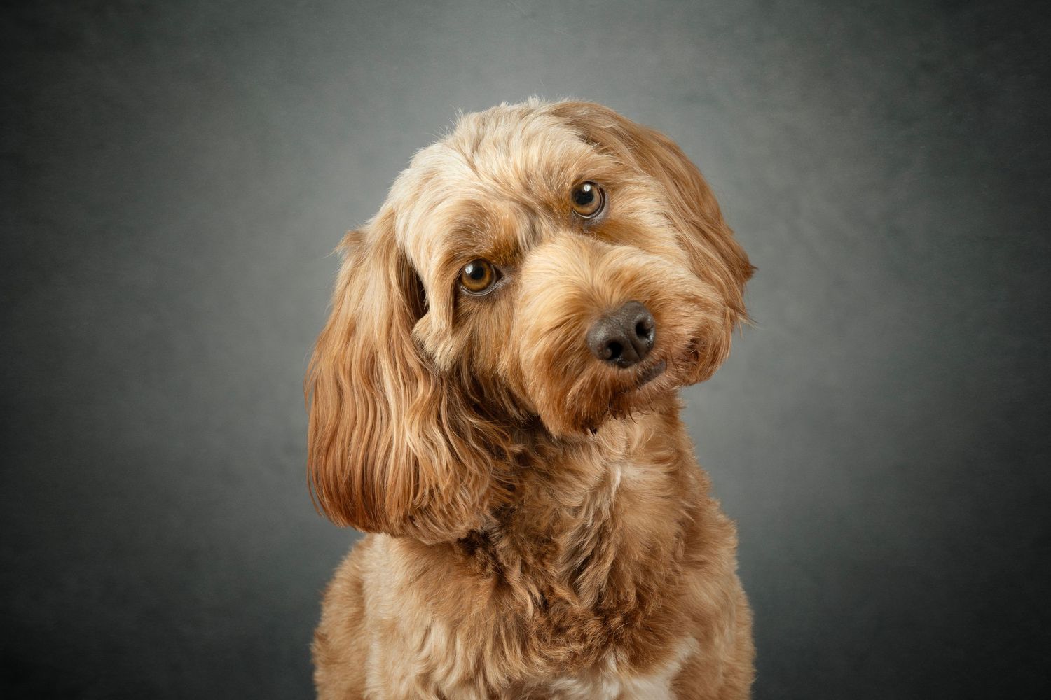 Close-up portrait of a blond cockapoo dog against a dark Dog photograph. background. Head is titled to the side in an inquisitive way