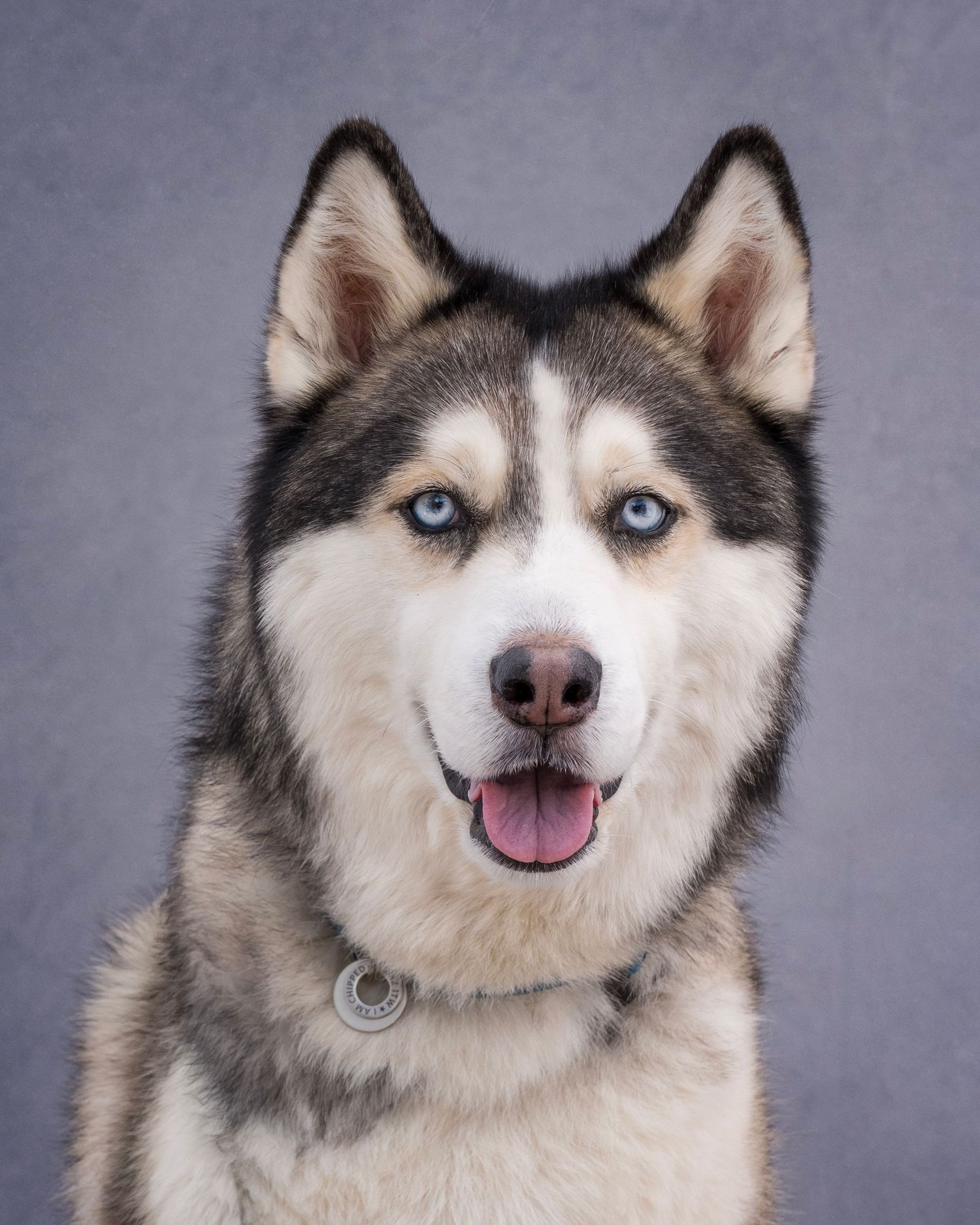 A striking Siberian Husky with piercing blue eyes, black and white fur, and a happy expression against a gray background.