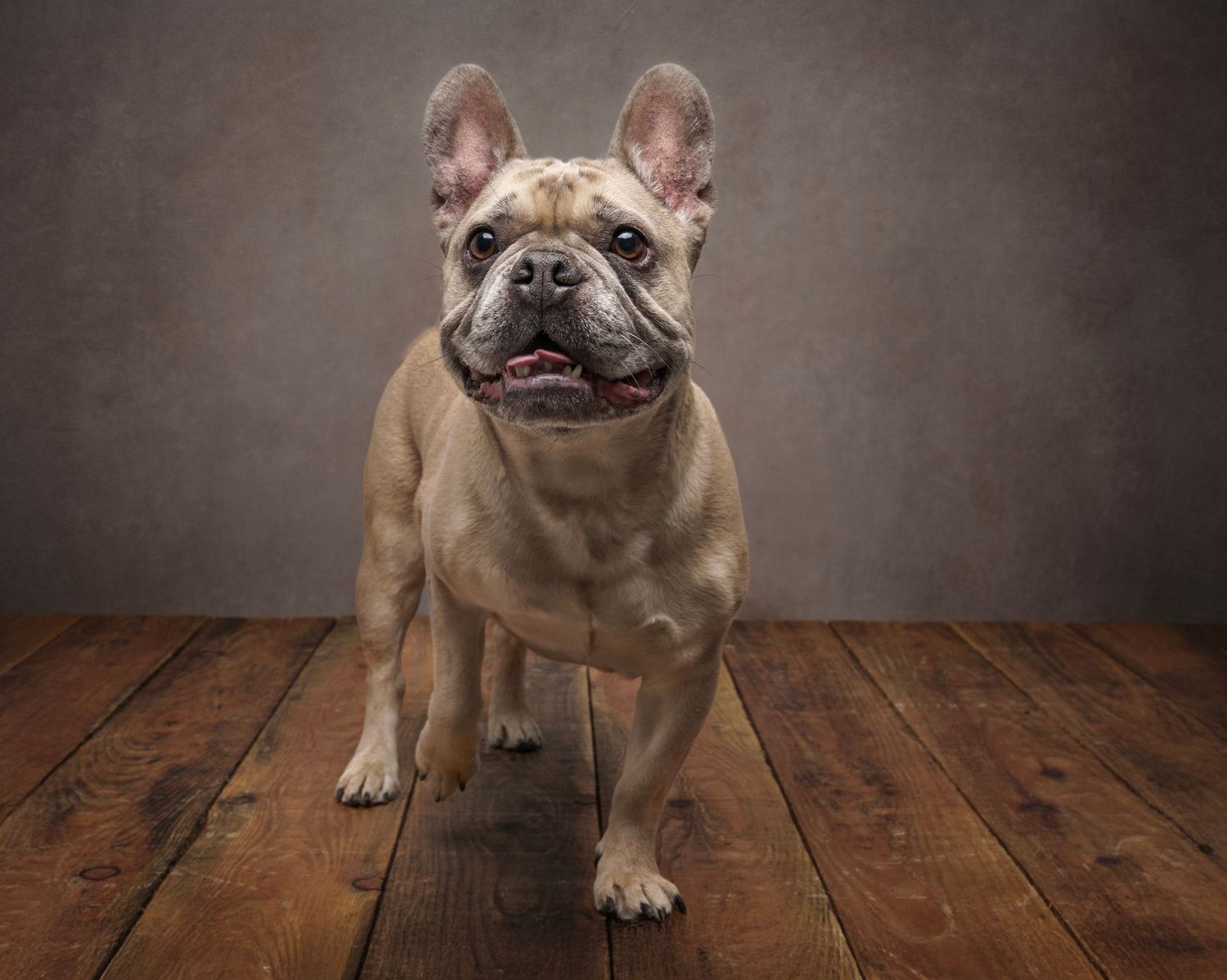 Dog photograph. French Bulldog sitting on wooden floor in studio setting.