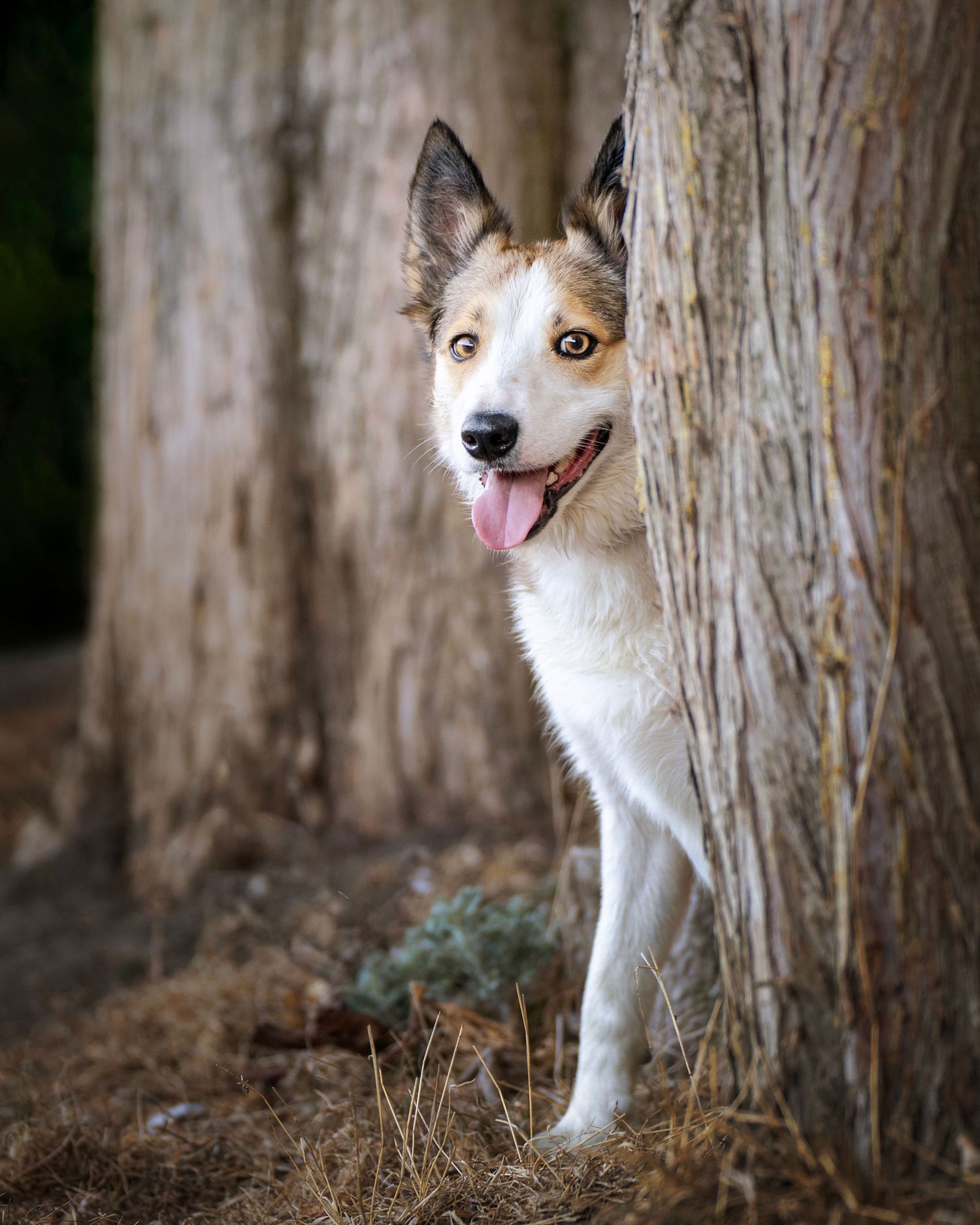 Dog photograph. A white and tan collie dog with pointed ears playfully peeking from behind a large tree trunk.