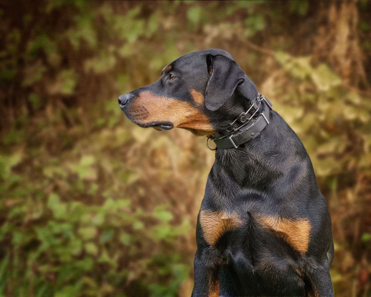 A black and tan Doberman Pinscher wearing a collar gazes alertly to the side against a lush green background.