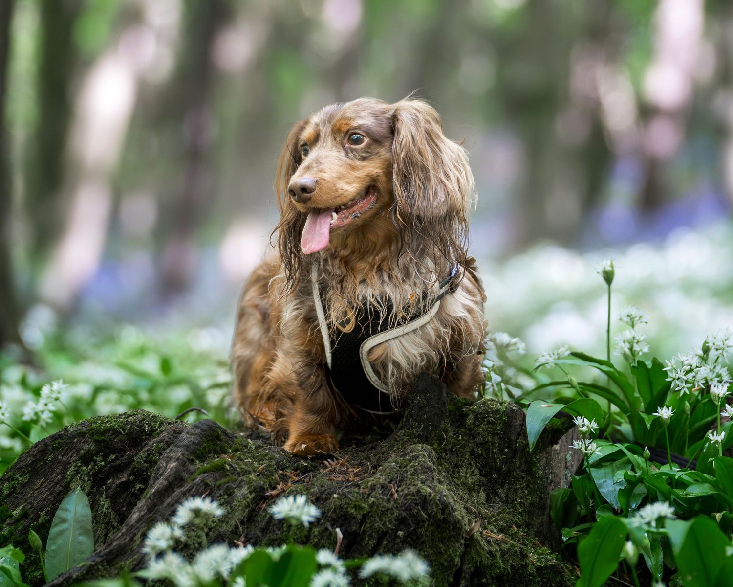 A happy dachshund with tongue out sits on a mossy log surrounded by white wildflowers in a lush green forest.