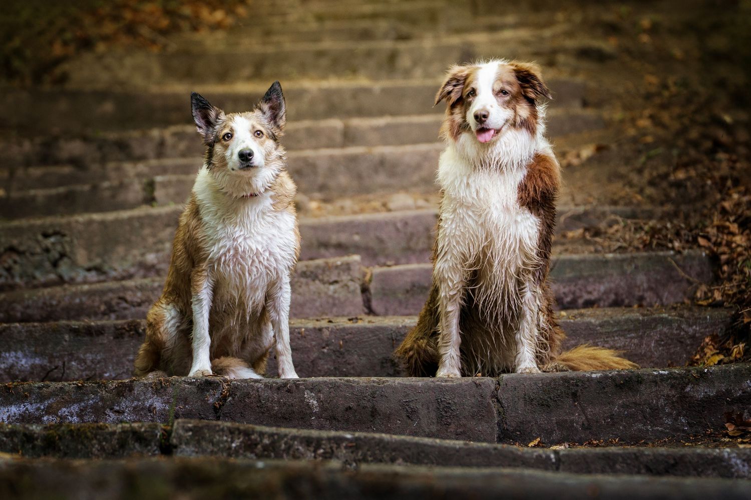 Two wet Australian Shepherd dogs sitting side by side on stone steps outdoors.