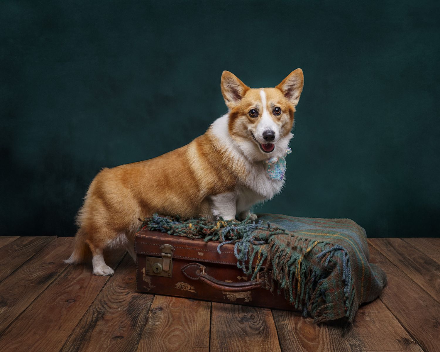 A happy Corgi dog posing on a vintage suitcase against a dark green backdrop.