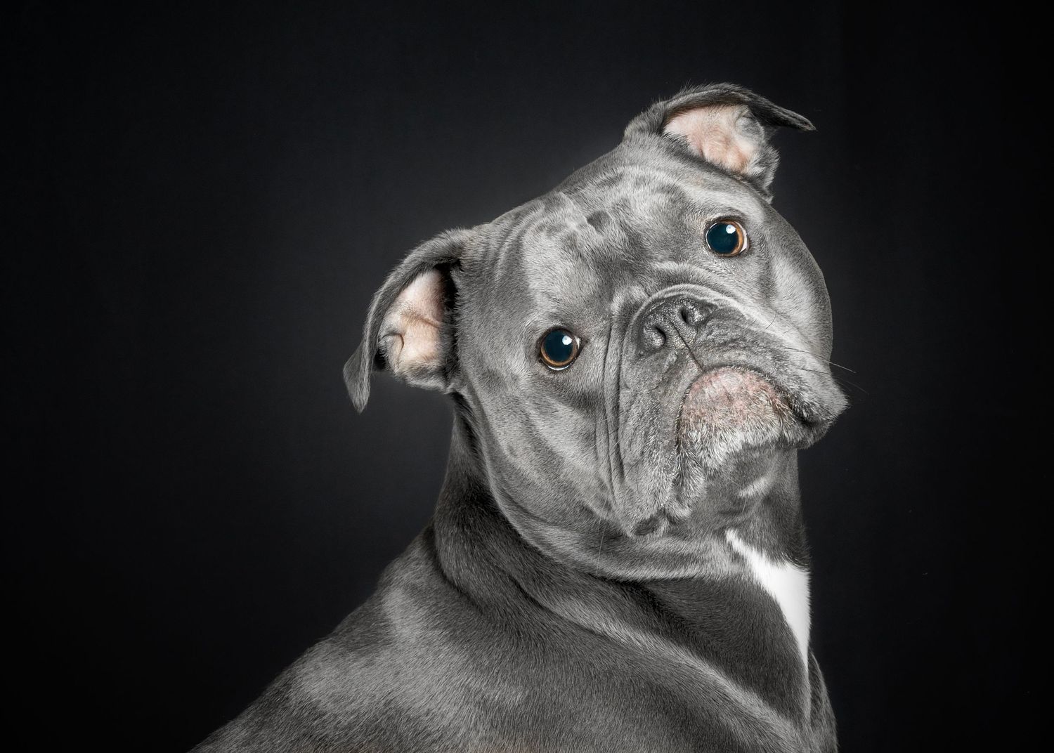 Dog photograph. Black and white portrait of a grey pit bull showing playful expressions against dark background.