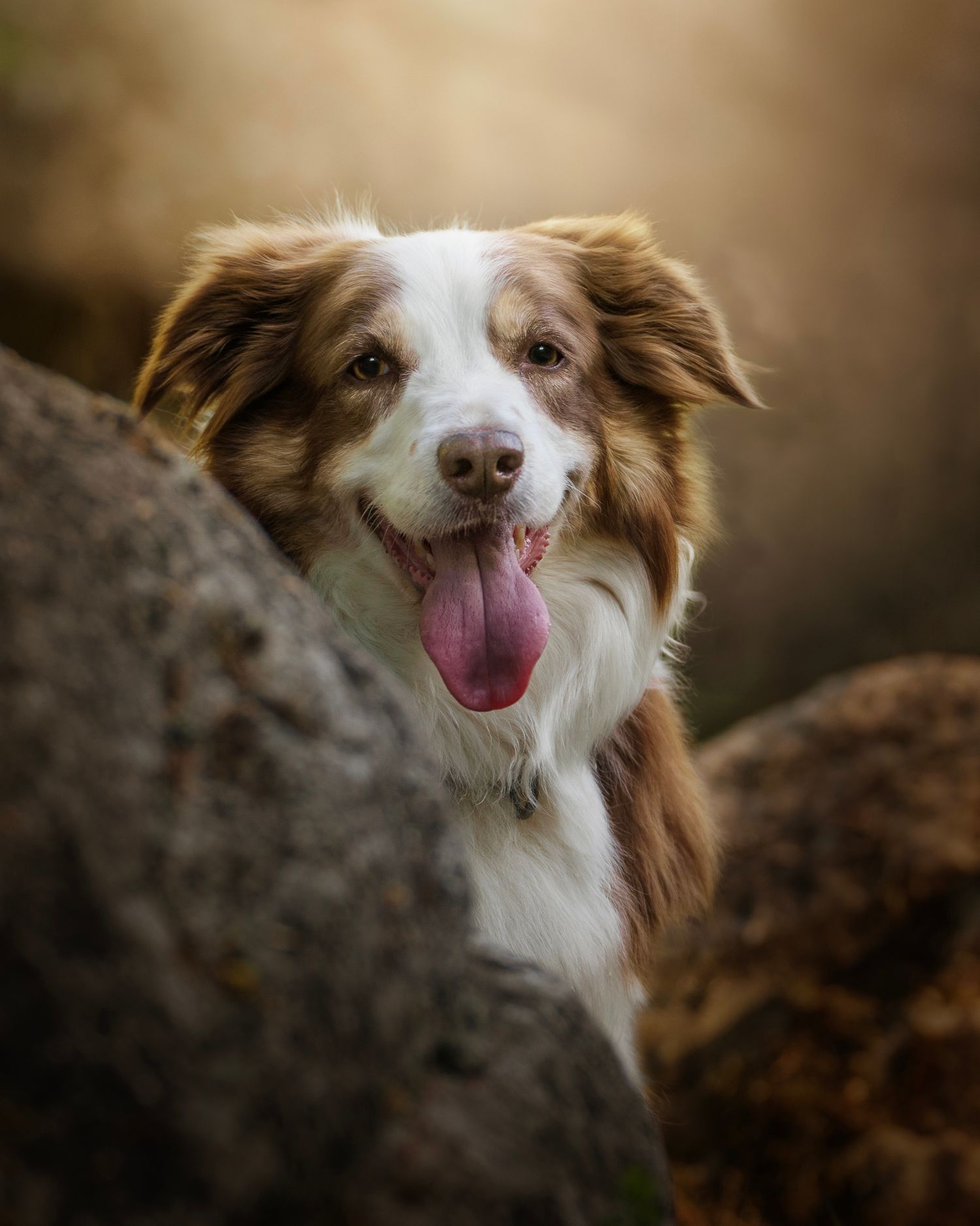 Dog photograph. A happy brown and white Border Collie peeking between rocks with a big smile.