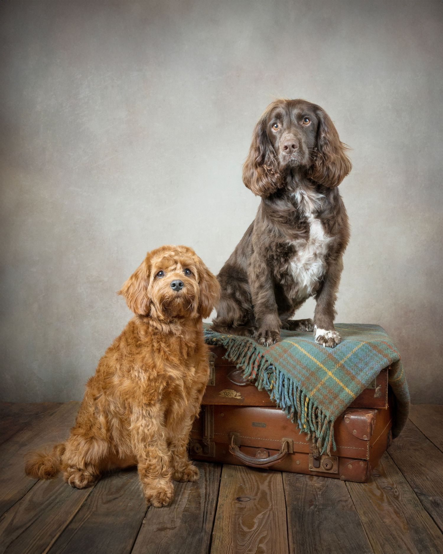Dog photograph. Series showing two dogs posing with vintage suitcase and plaid blanket on wooden floor.