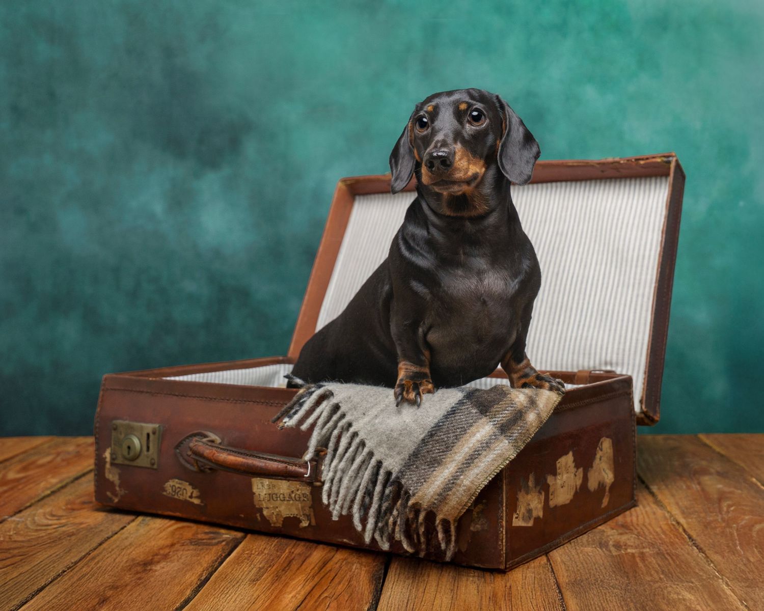 Dog photograph. Dachshund dog sitting in a vintage suitcase with tartan blanket.