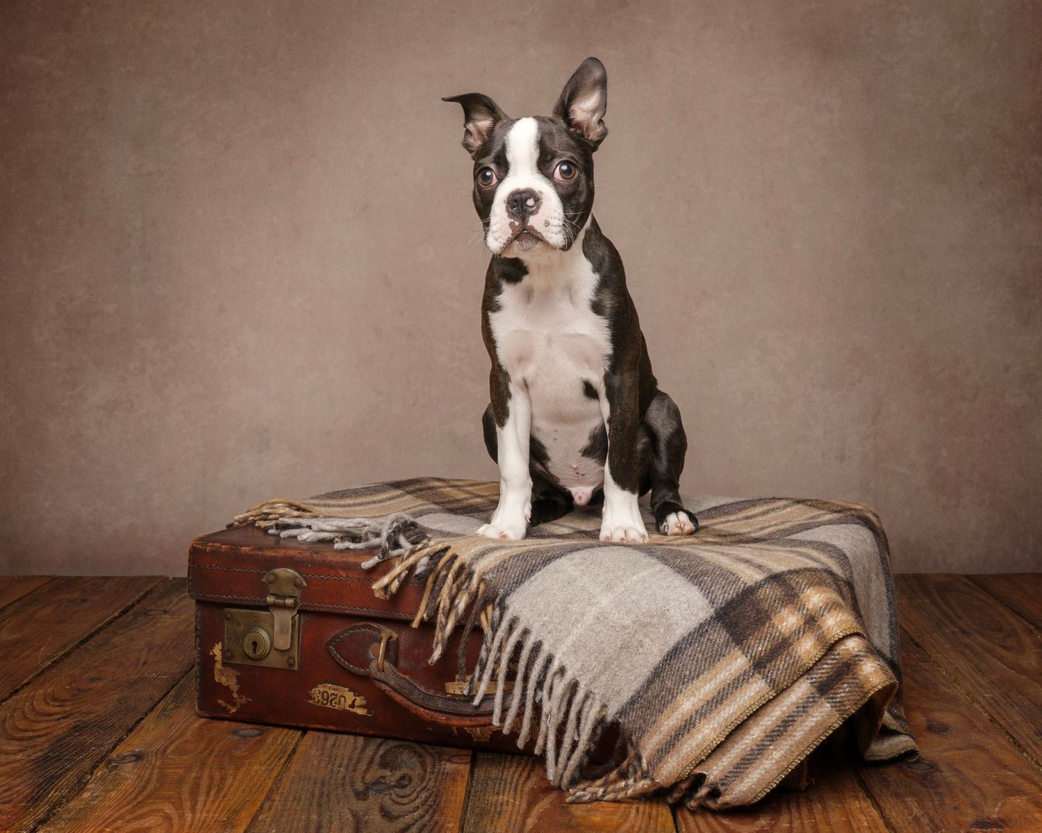 Dog photograph. Brindle and white Boston Terrier puppy posing with vintage suitcase and plaid blanket.