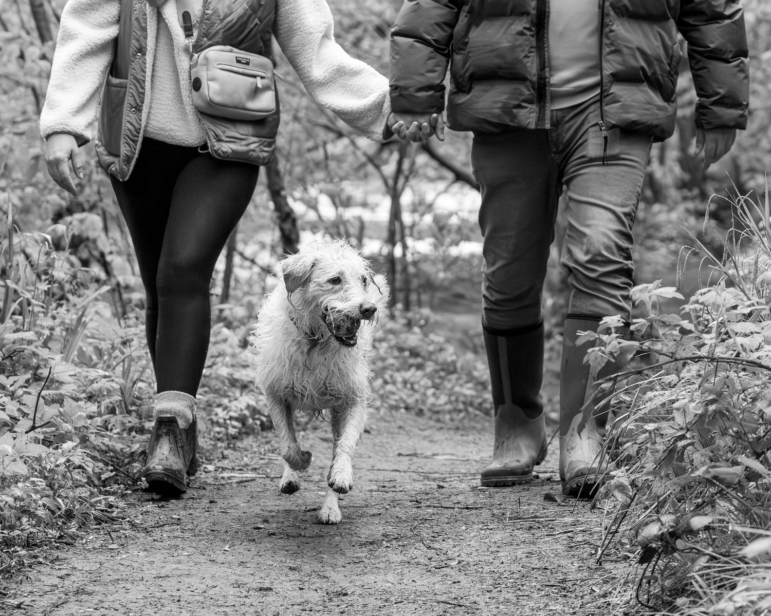 Two people walking a fluffy white dog on a forest path in black and white photo.