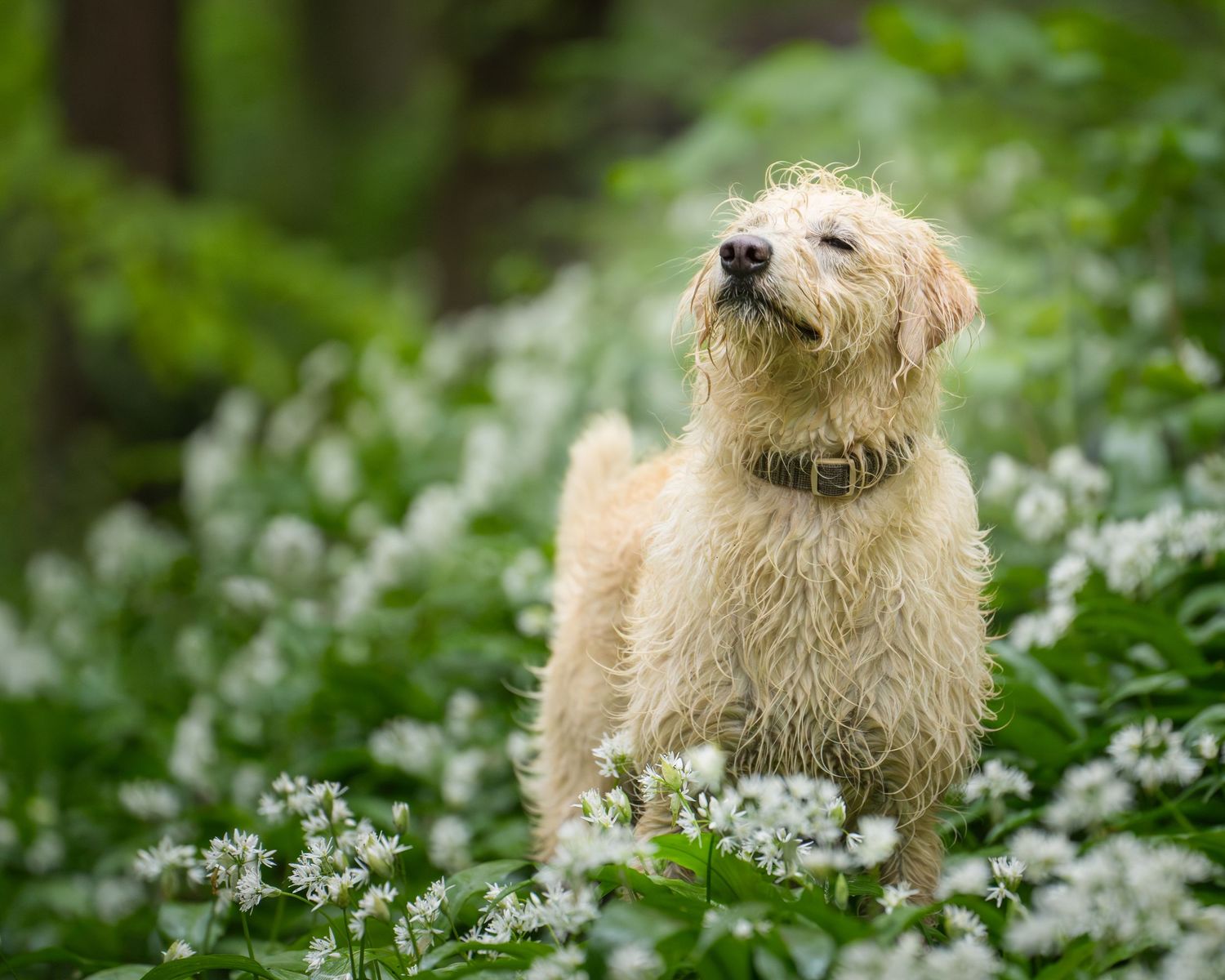 A fluffy golden dog stands among white wildflowers in a lush green forest, sniffing the fresh air.