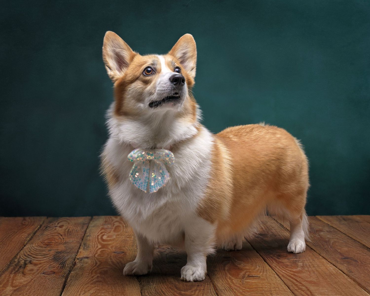 Dog photograph. Corgi puppy posing on wooden floor with teal backdrop.