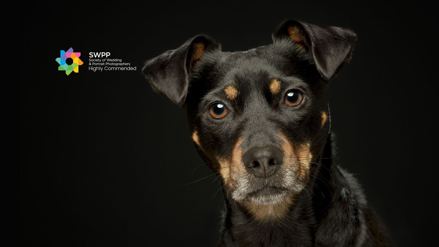 Award-winning portrait of a black and tan mixed breed dog against a dark background, highly commended by SWPP.