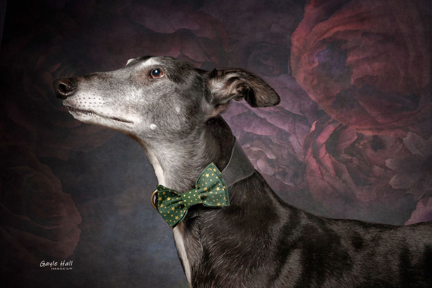 Dog photograph. Dramatic portrait of greyhound with green collar against dark background.