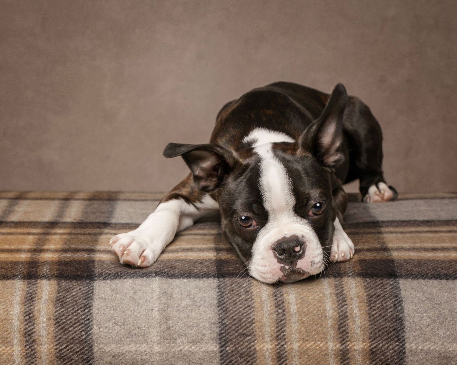 Dog photograph. Brindle and white Boston Terrier puppy resting on plaid blanket.