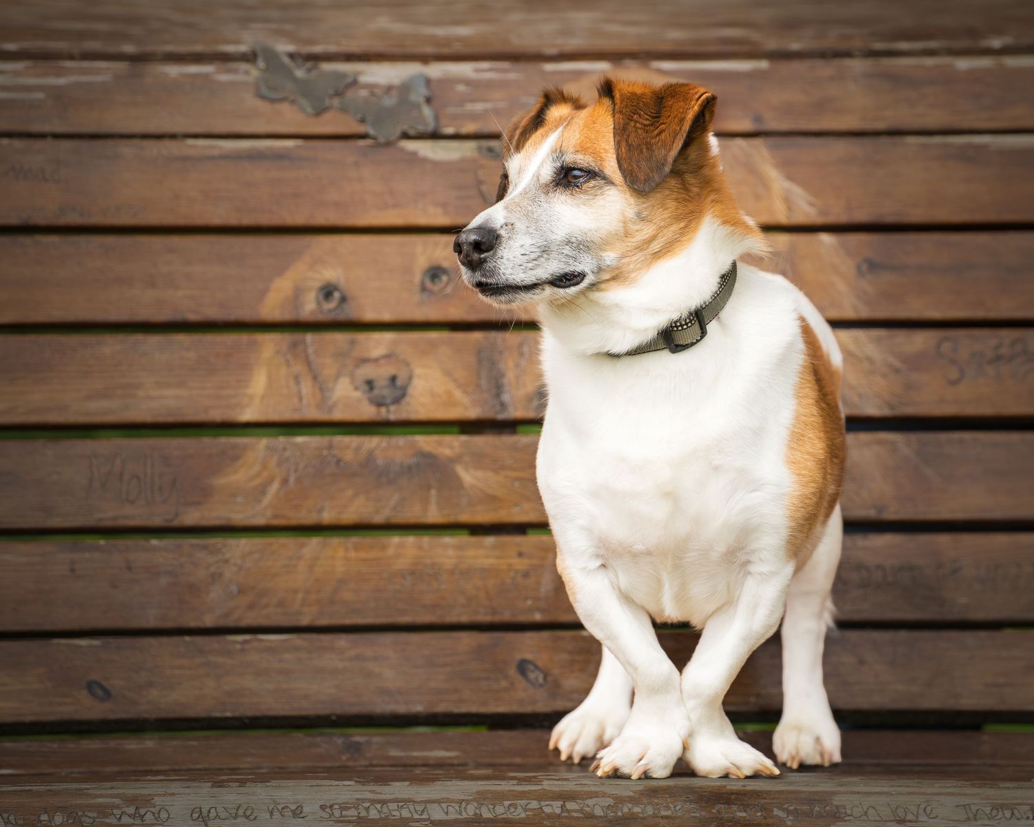 A Jack Russell Terrier dog sitting in front of a rustic wooden fence, looking alert and curious.