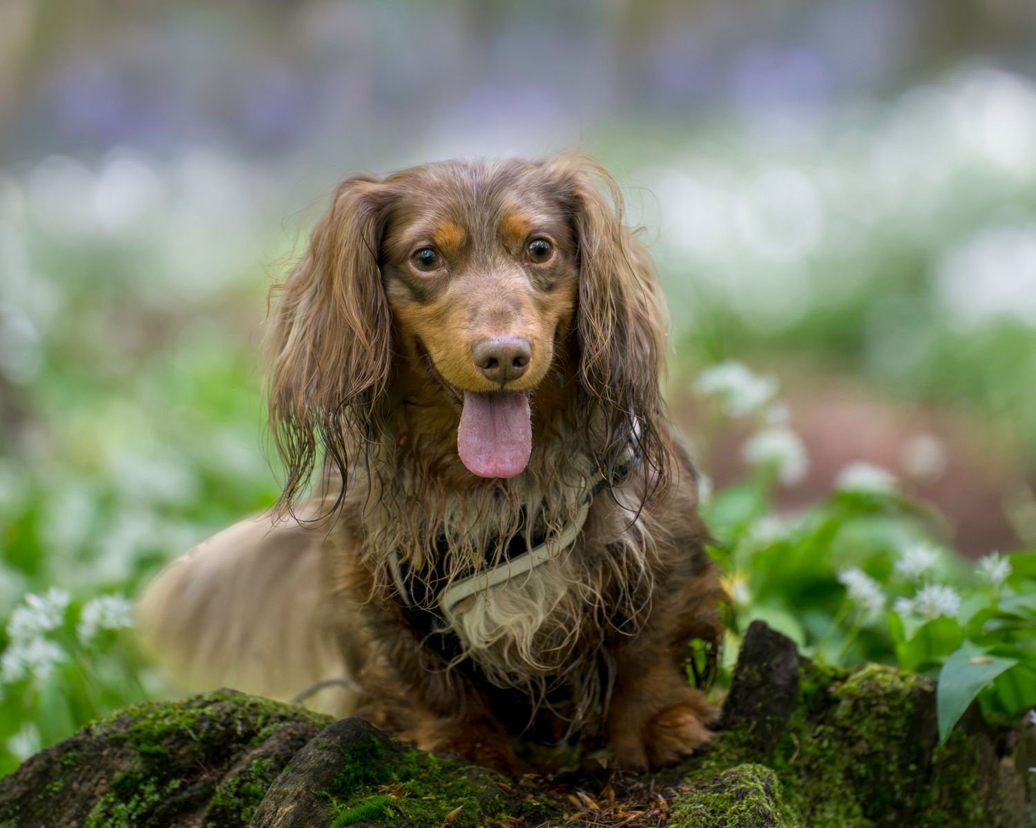 A wet long-haired dachshund sits on mossy rocks surrounded by white wildflowers in a lush green forest.