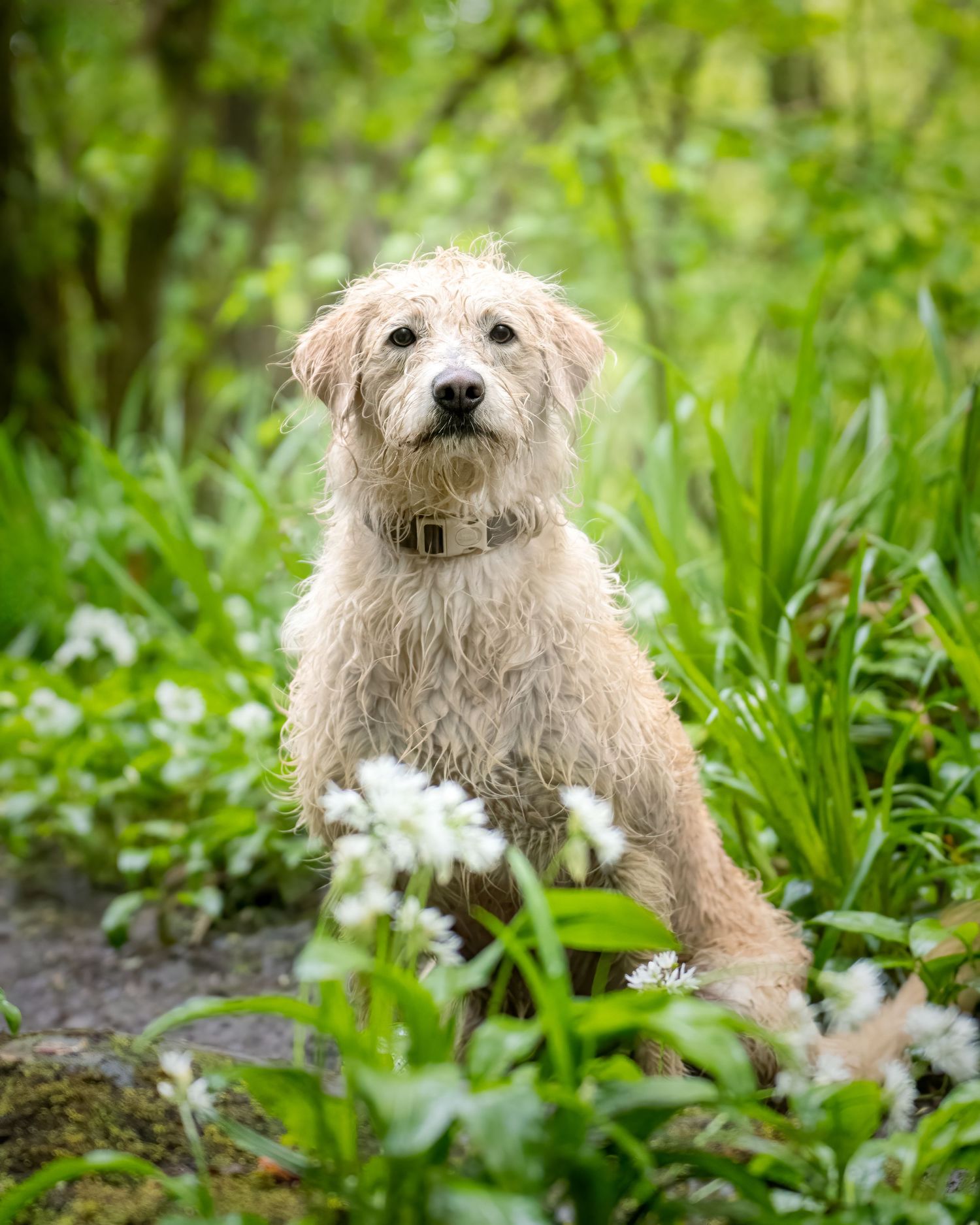 A scruffy cream terrier dog sits among lush green foliage and white wildflowers in a woodland garden.