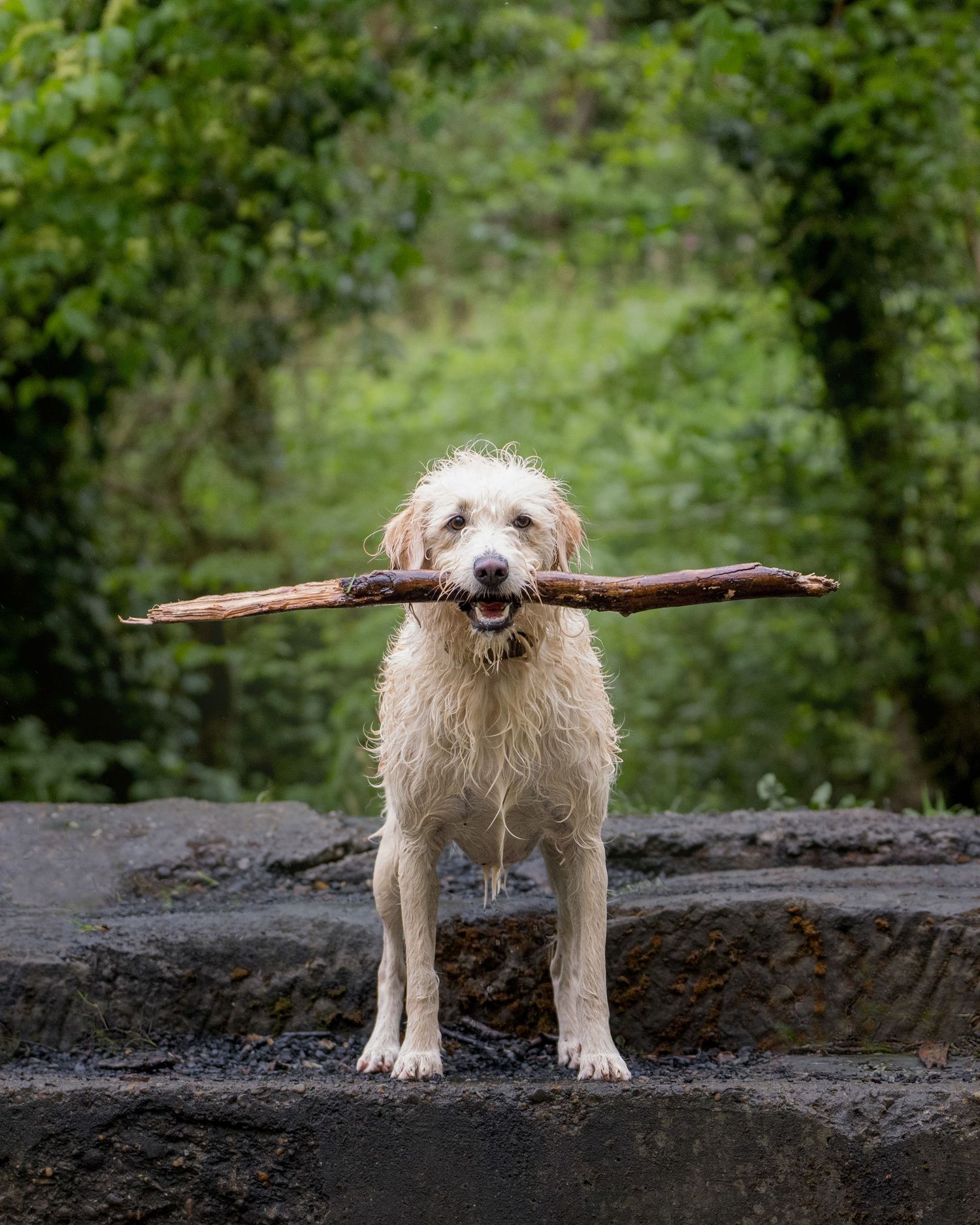 Wet golden doodle dog proudly carrying a large stick in its mouth while standing on a stone ledge outdoors.