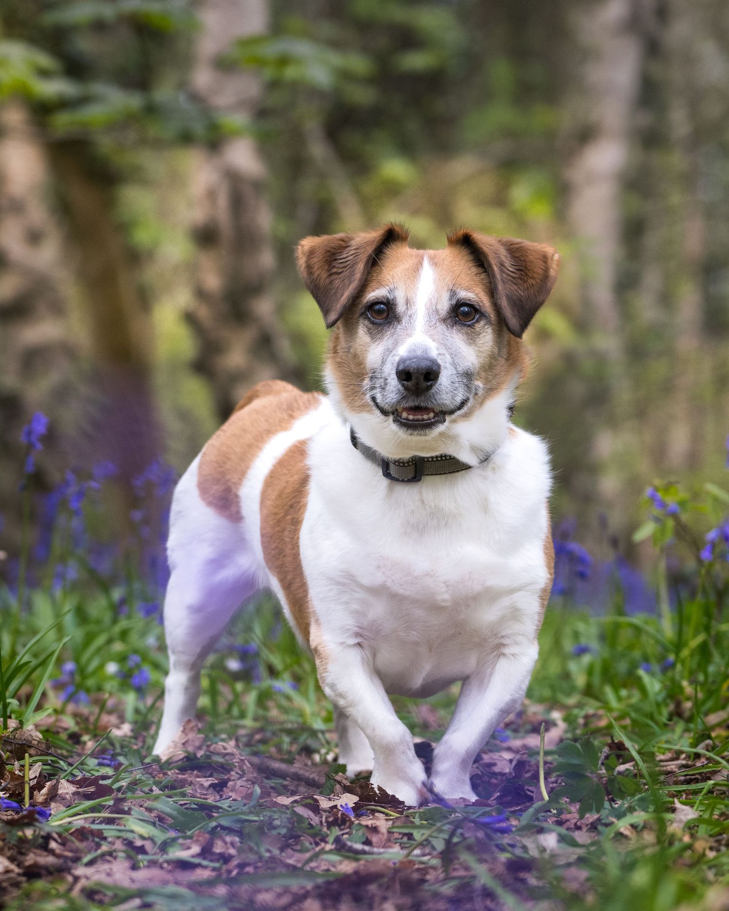 A Jack Russell Terrier dog with brown and white markings walks through a bluebell woodland, wearing a black collar.