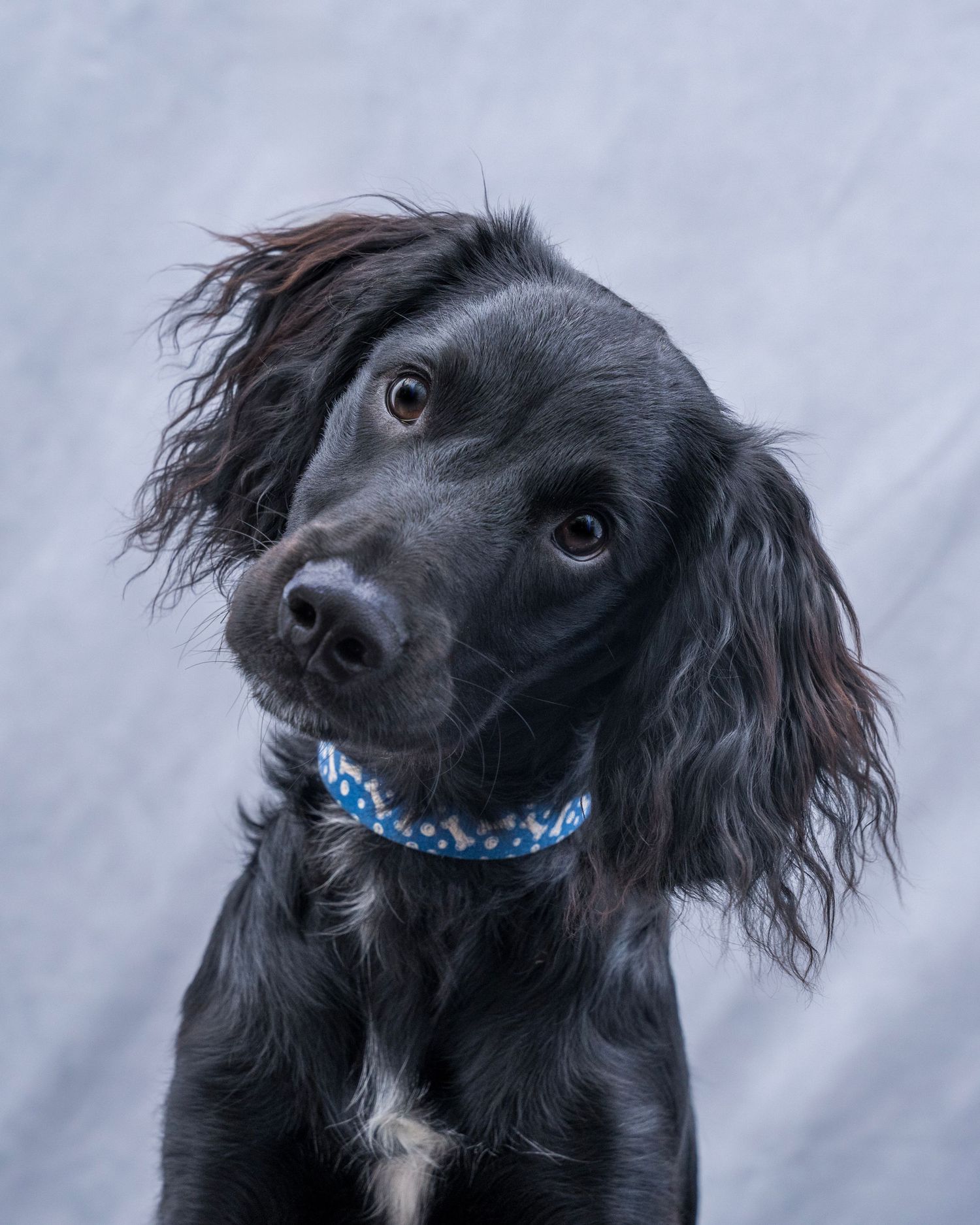 Black Cocker Spaniel puppy with flowing ears wearing a blue collar, sitting against a gray background.