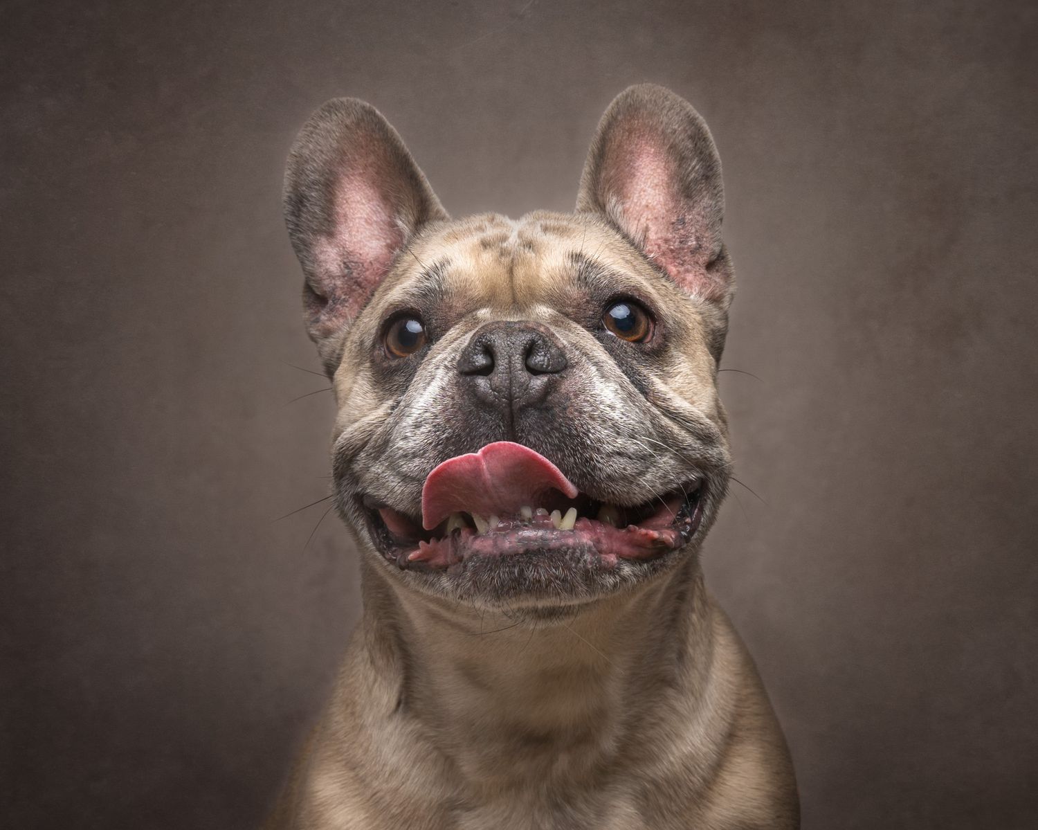 A French Bulldog shows a happy smile with its tongue sticking out in a series of expressive portrait shots.