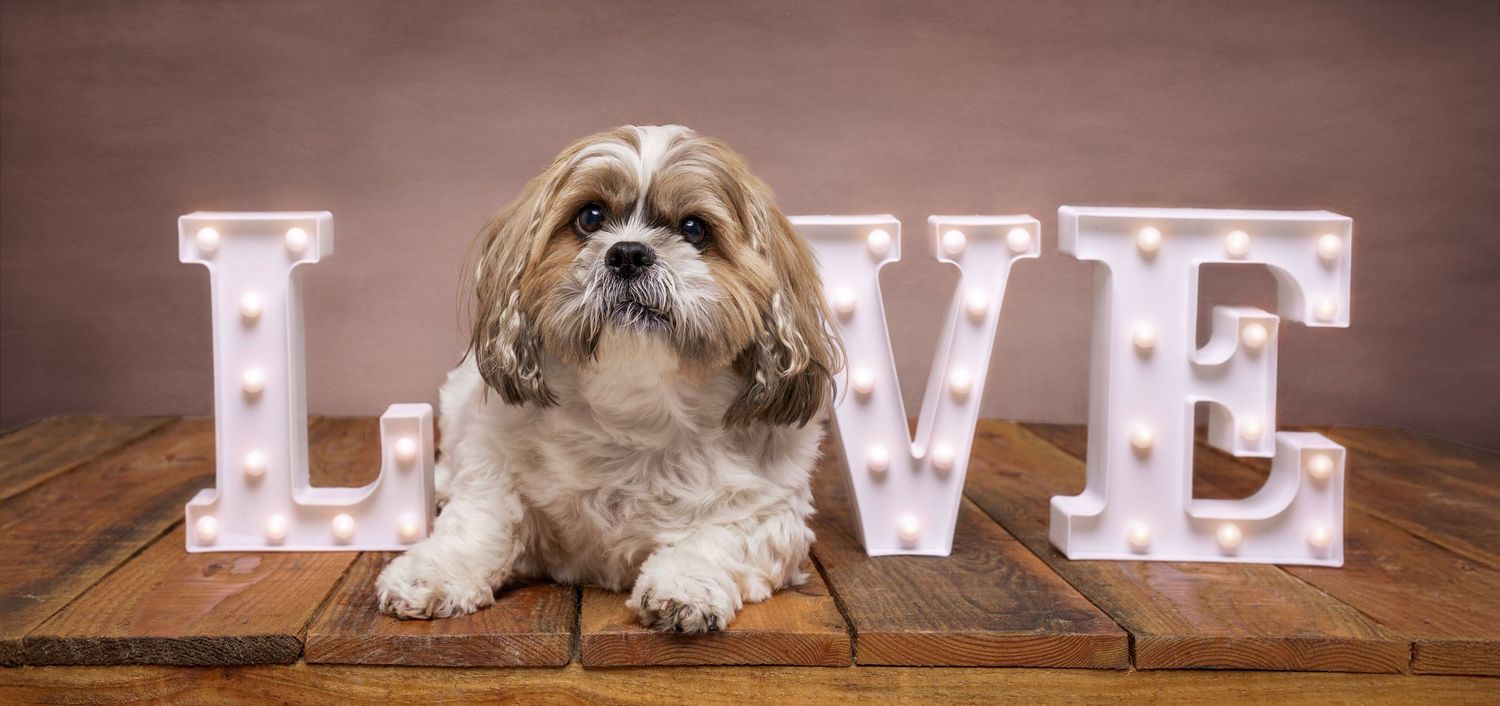 Dog photograph. Illuminated LOVE letters with small shih tzu dog sitting beside them.