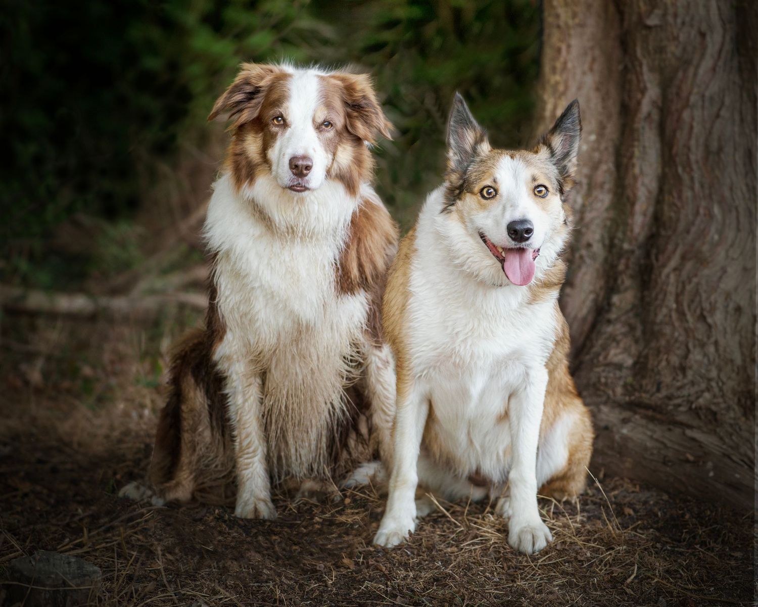Two dogs, an Australian Shepherd and a Husky mix, sit together outdoors near a tree on dry grass.