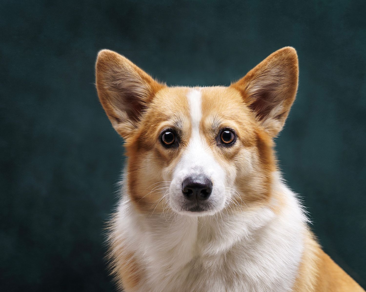 Dog photograph. A portrait of an alert Corgi with tan and white fur against a dark green background.