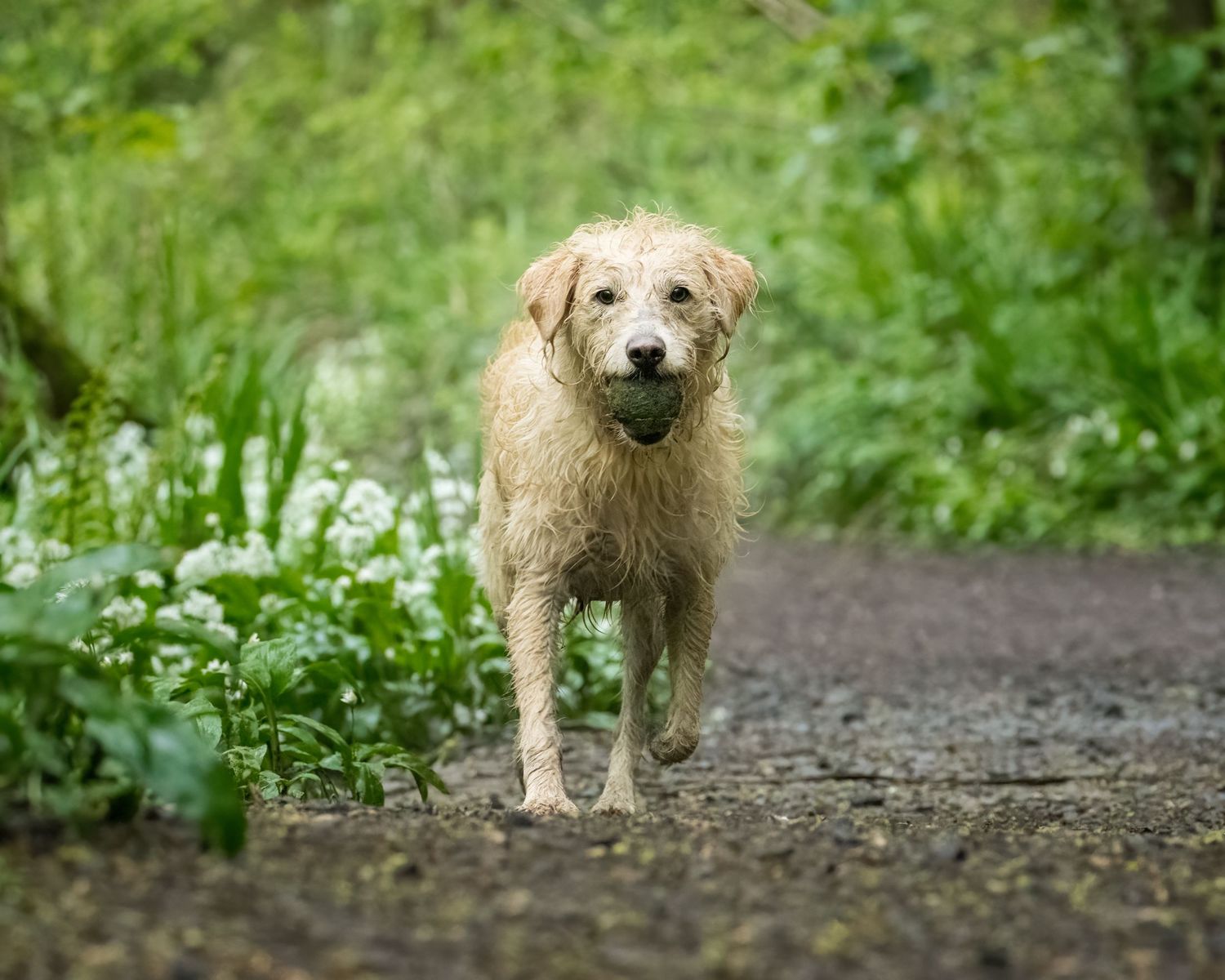 Wet golden retriever dog carrying a ball in its mouth while walking on a path surrounded by lush green foliage.