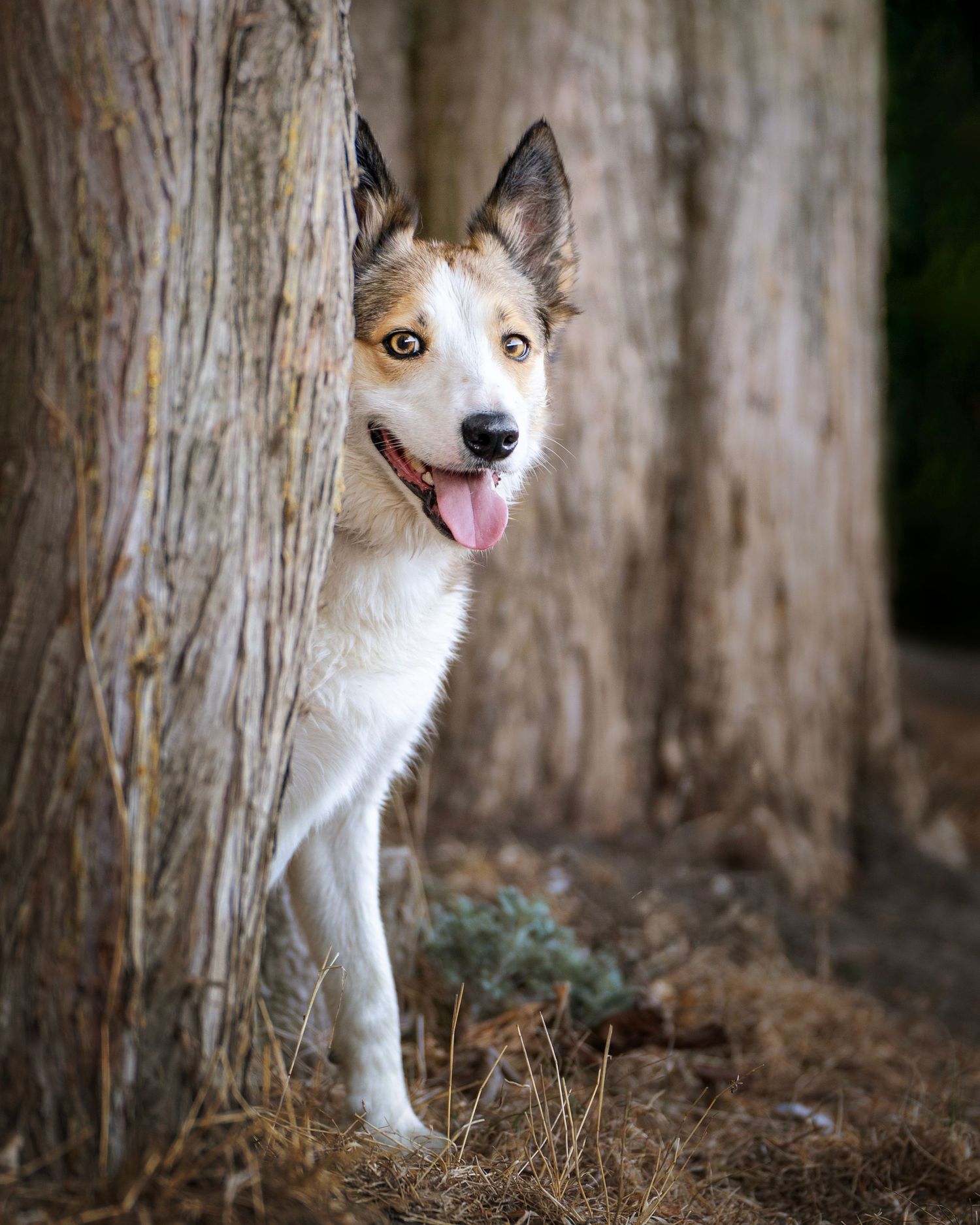 A happy white and brown dog peers playfully from behind a tree trunk with tongue out in a forest setting.