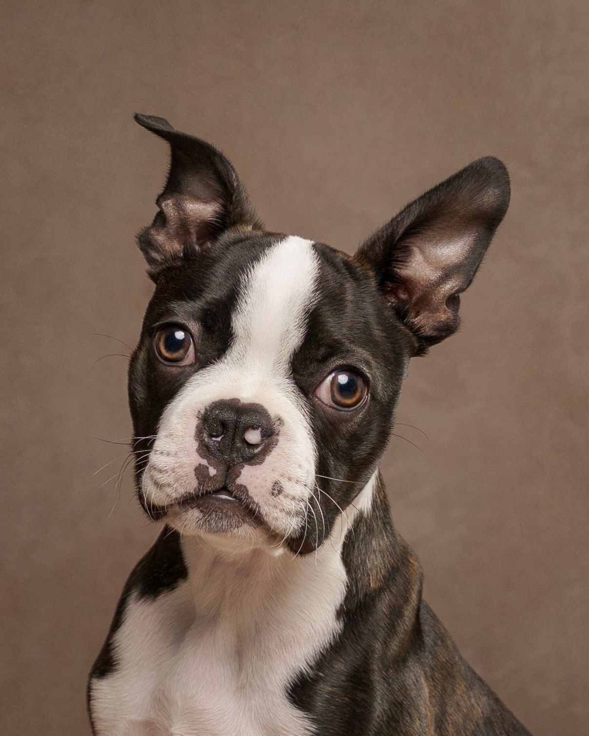 A black and white Boston Terrier puppy with large ears poses against a brown studio background.