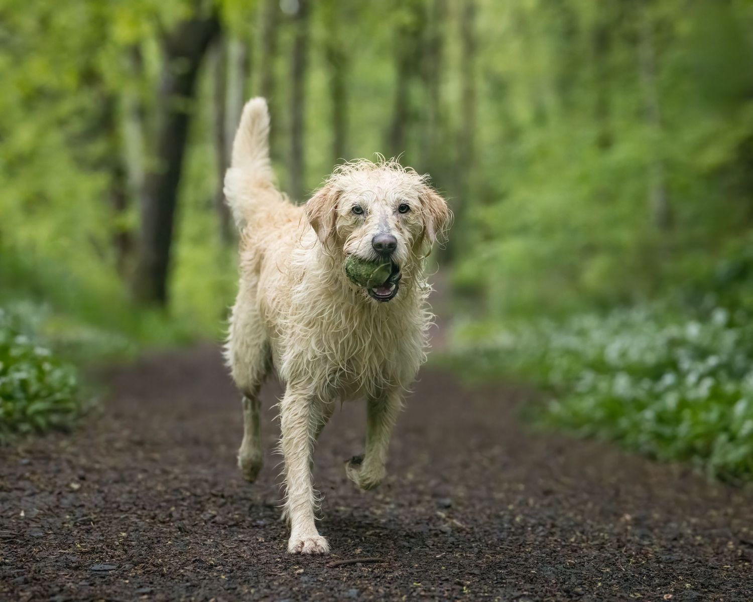 Wet golden retriever dog running on a forest path carrying a green tennis ball in its mouth.