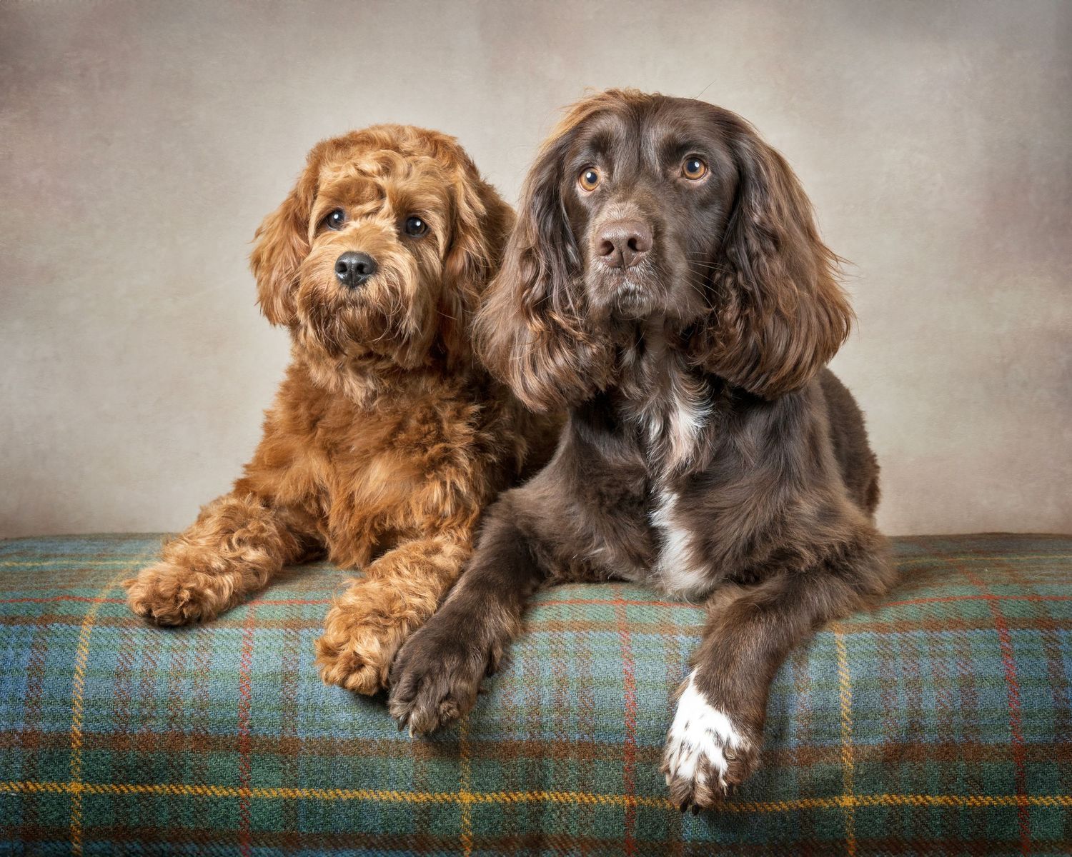 Dog photograph. Two dogs lounging together on plaid blanket against neutral backdrop. Brown spaniel and red cockapoo