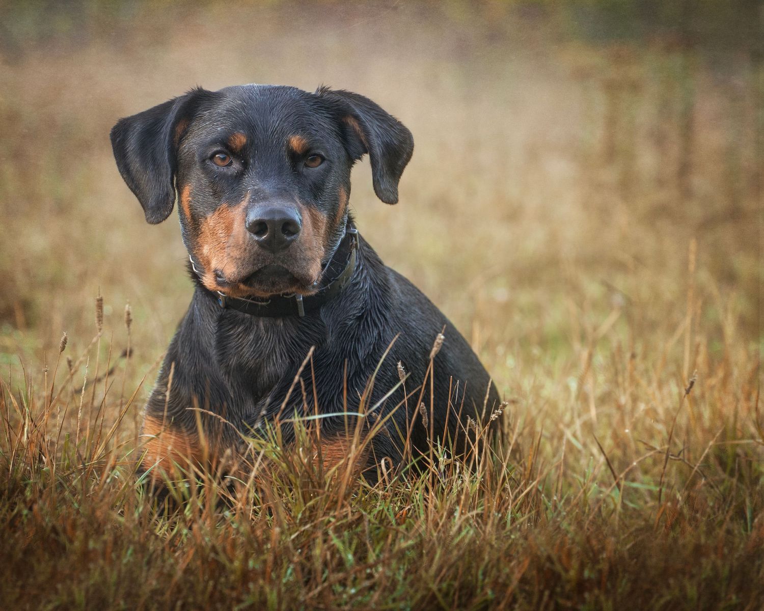 Black and tan Rottweiler dog resting in autumn field with blurred natural background.