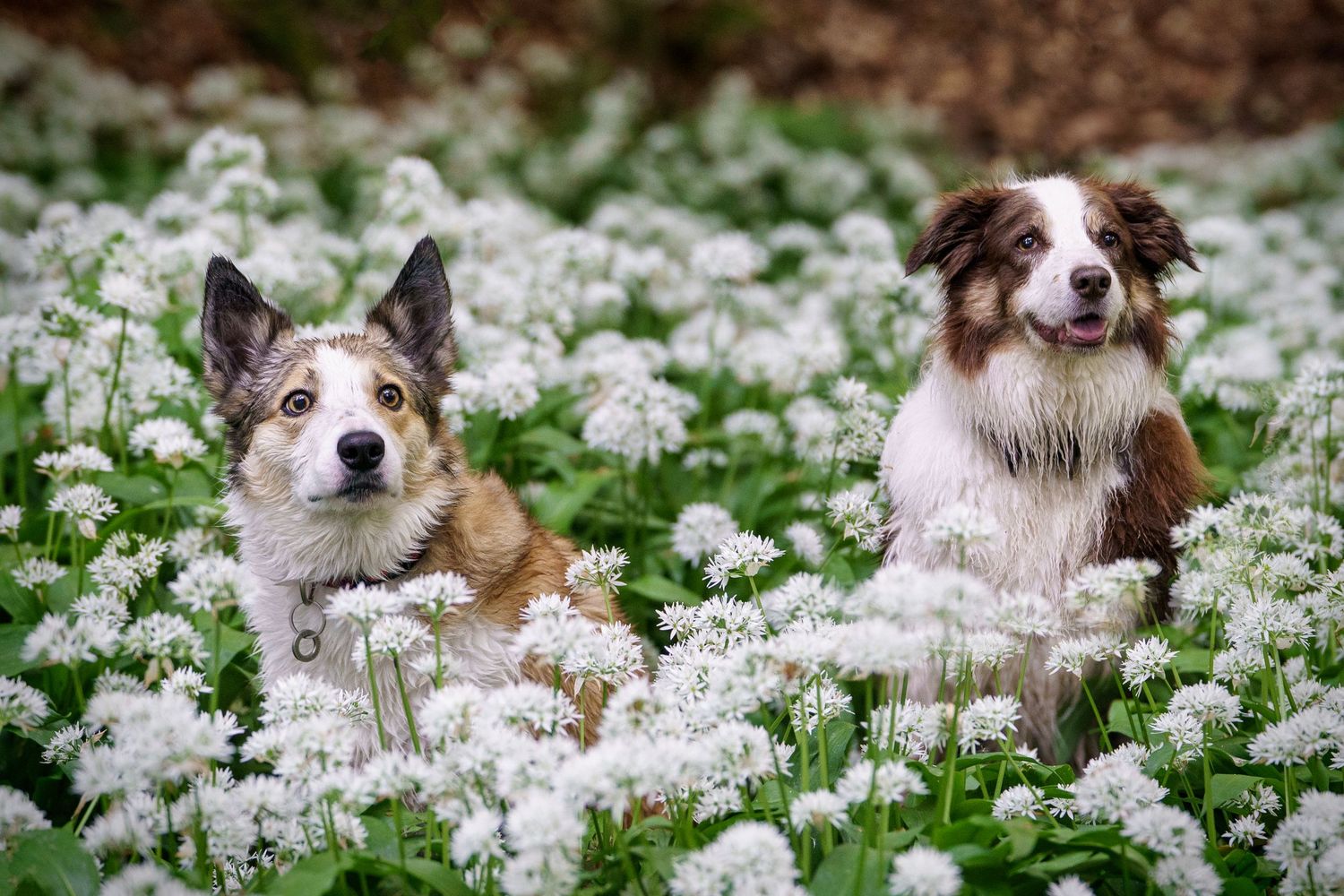 Two dogs sitting among white wildflowers in a lush green field, one Corgi and one Australian Shepherd.