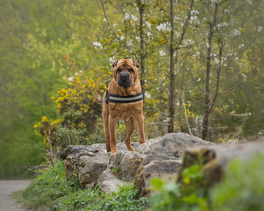 A Shar Pei dog stands alert on rocks surrounded by lush green trees and yellow flowers in a natural outdoor setting.