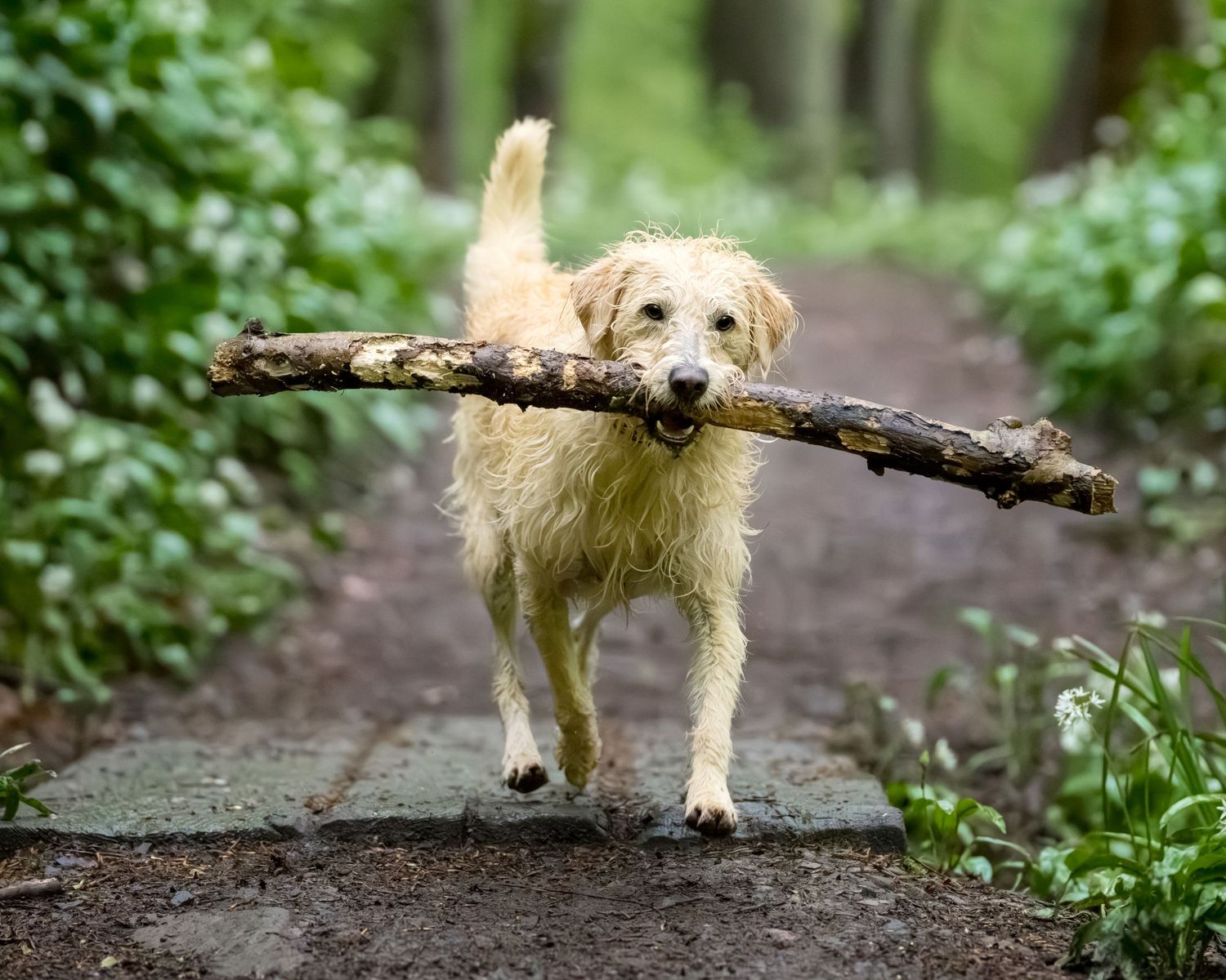 A wet golden retriever proudly carries a large stick in its mouth along a forest path surrounded by green foliage.