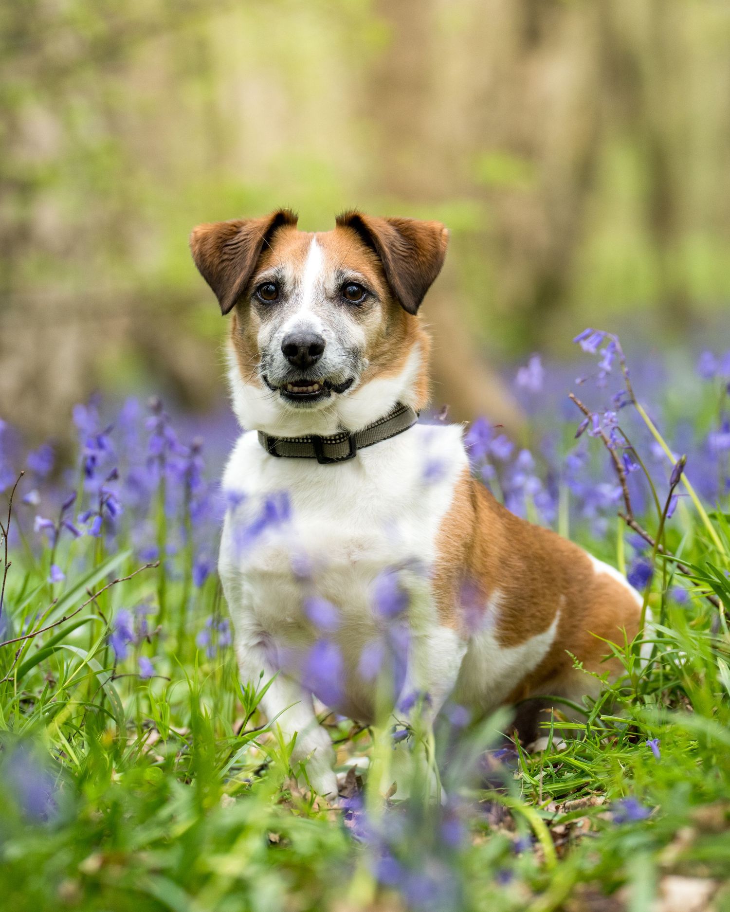 A brown and white dog sits among purple bluebells in a lush green woodland setting.